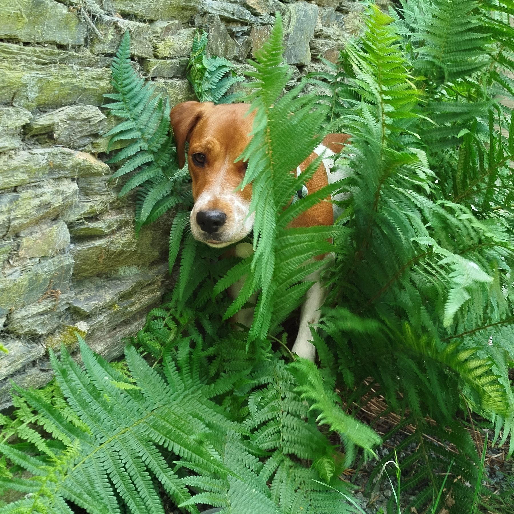 Bella 