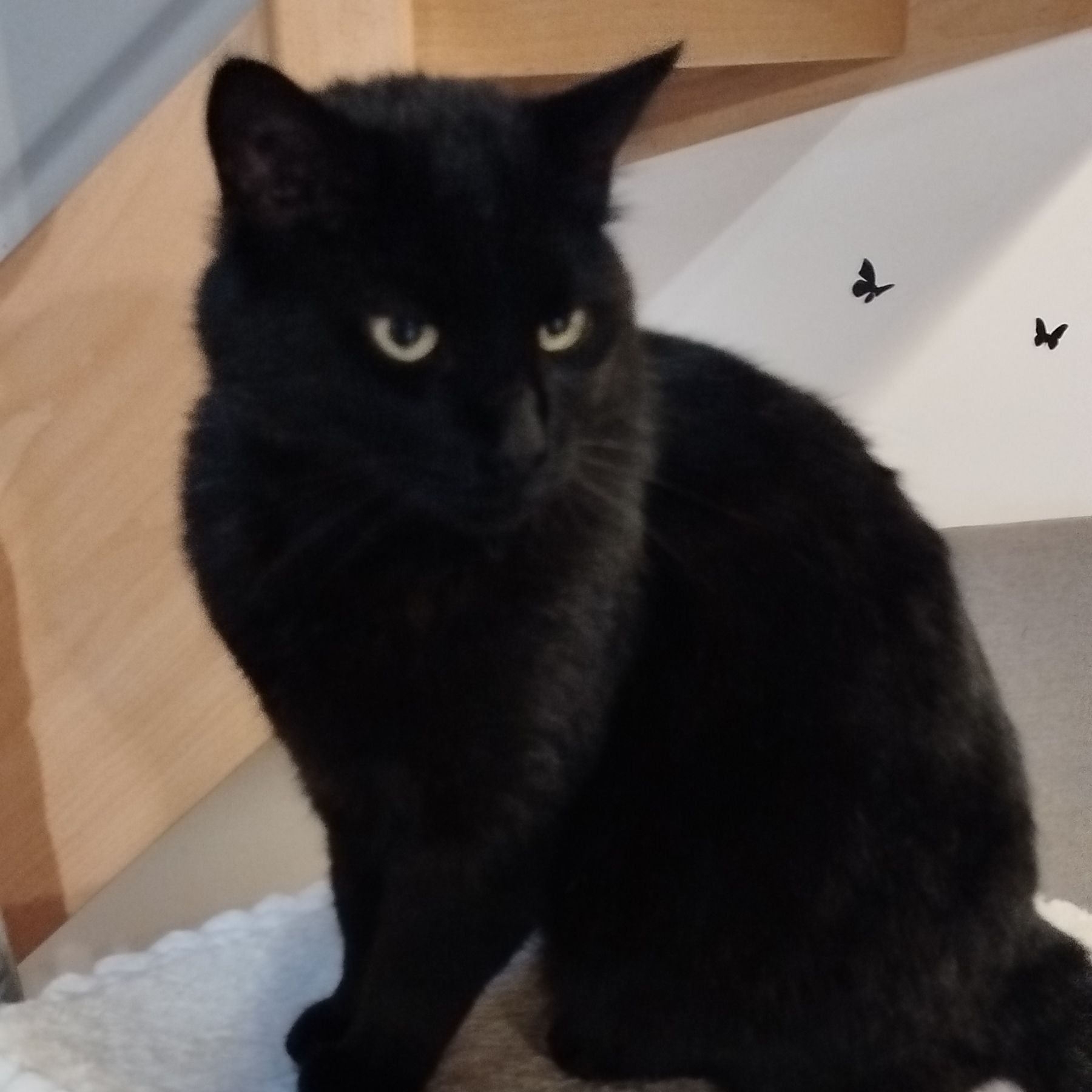 Blacky