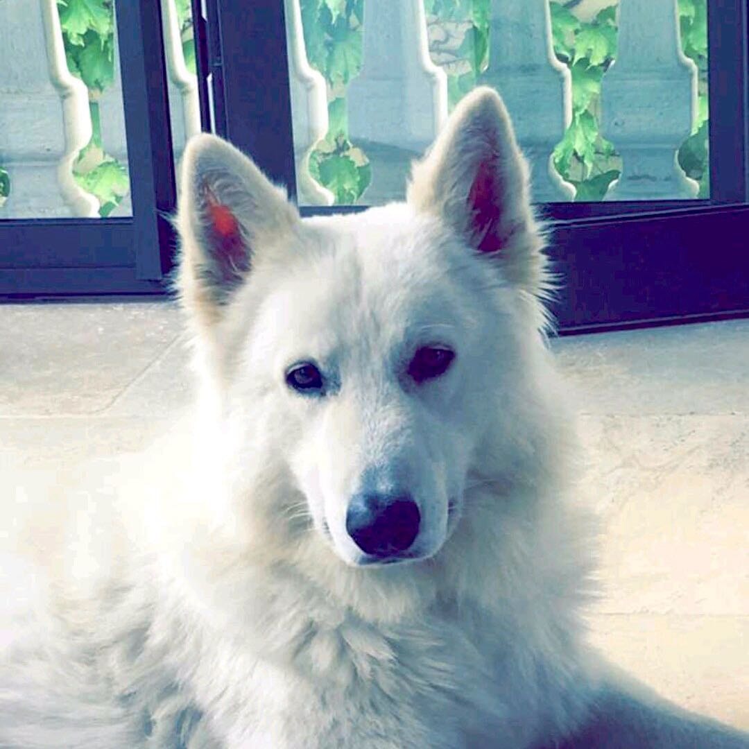 Jango