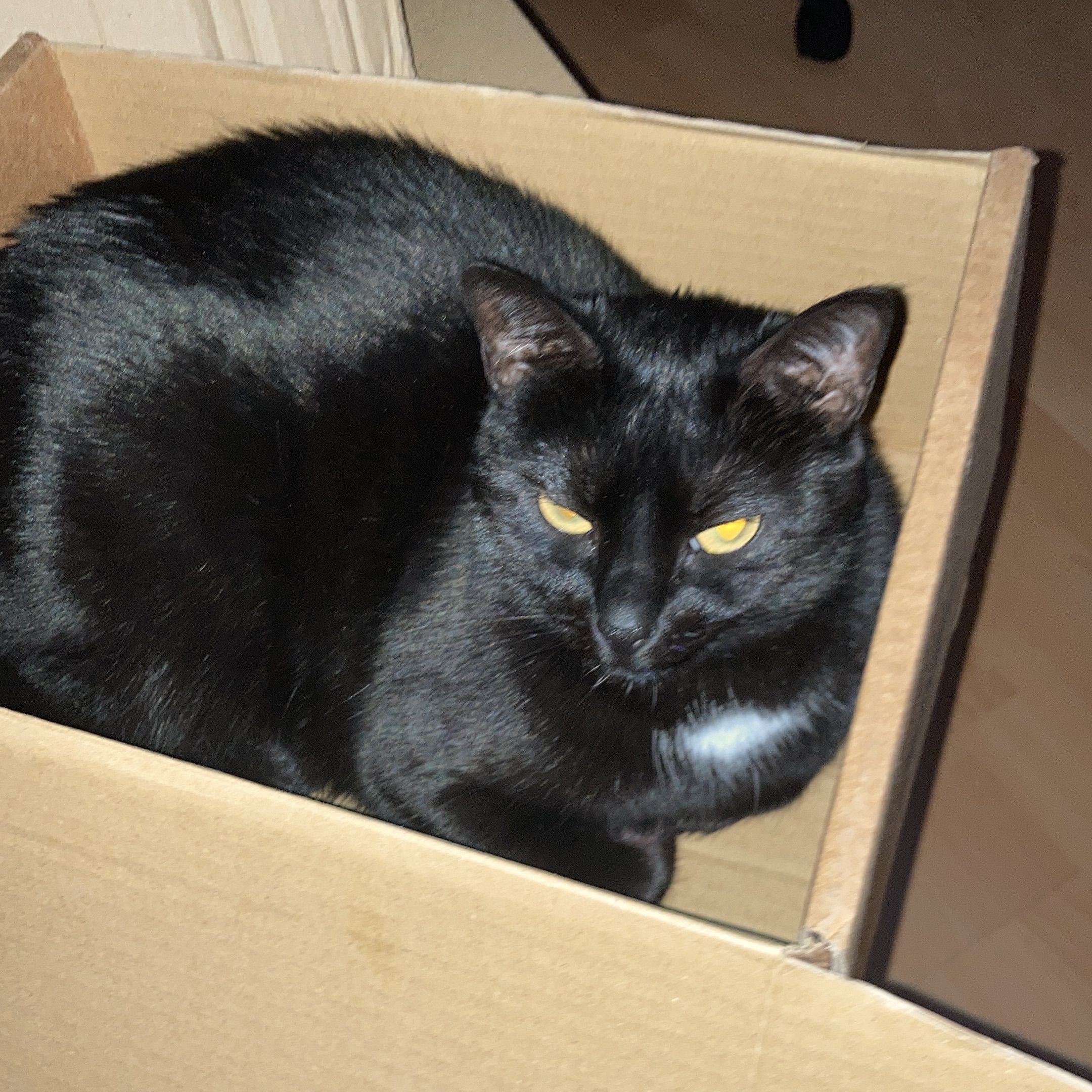 Pia