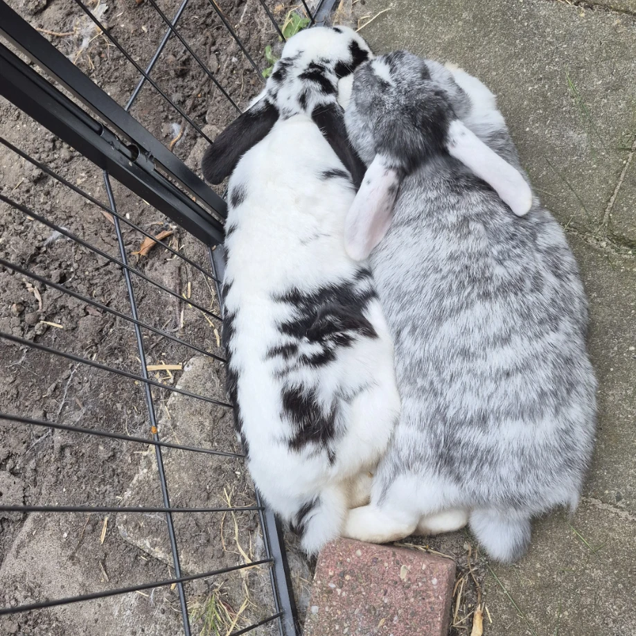 noortje en floortje
