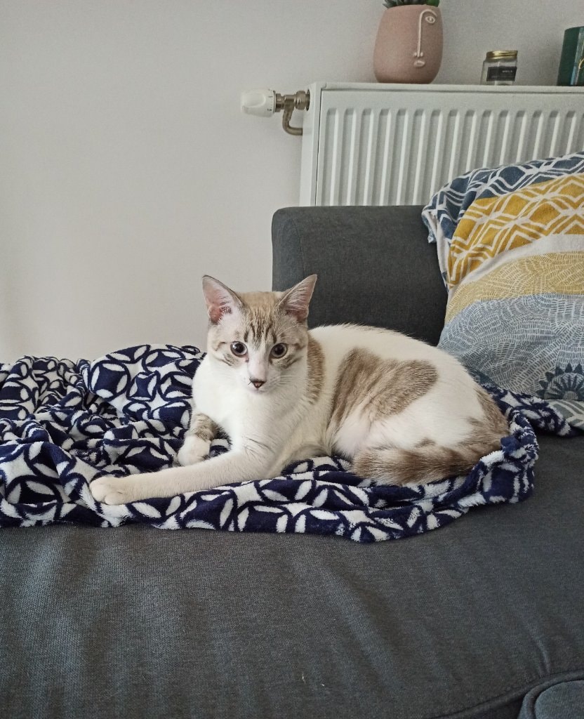 image-5