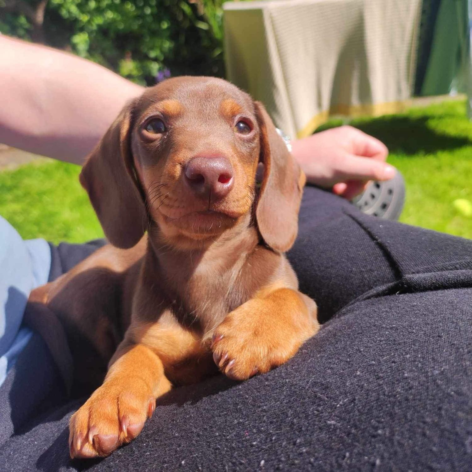 Púca