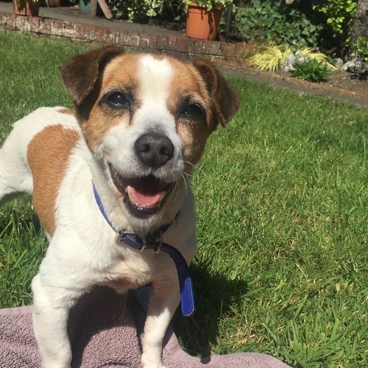Pippa