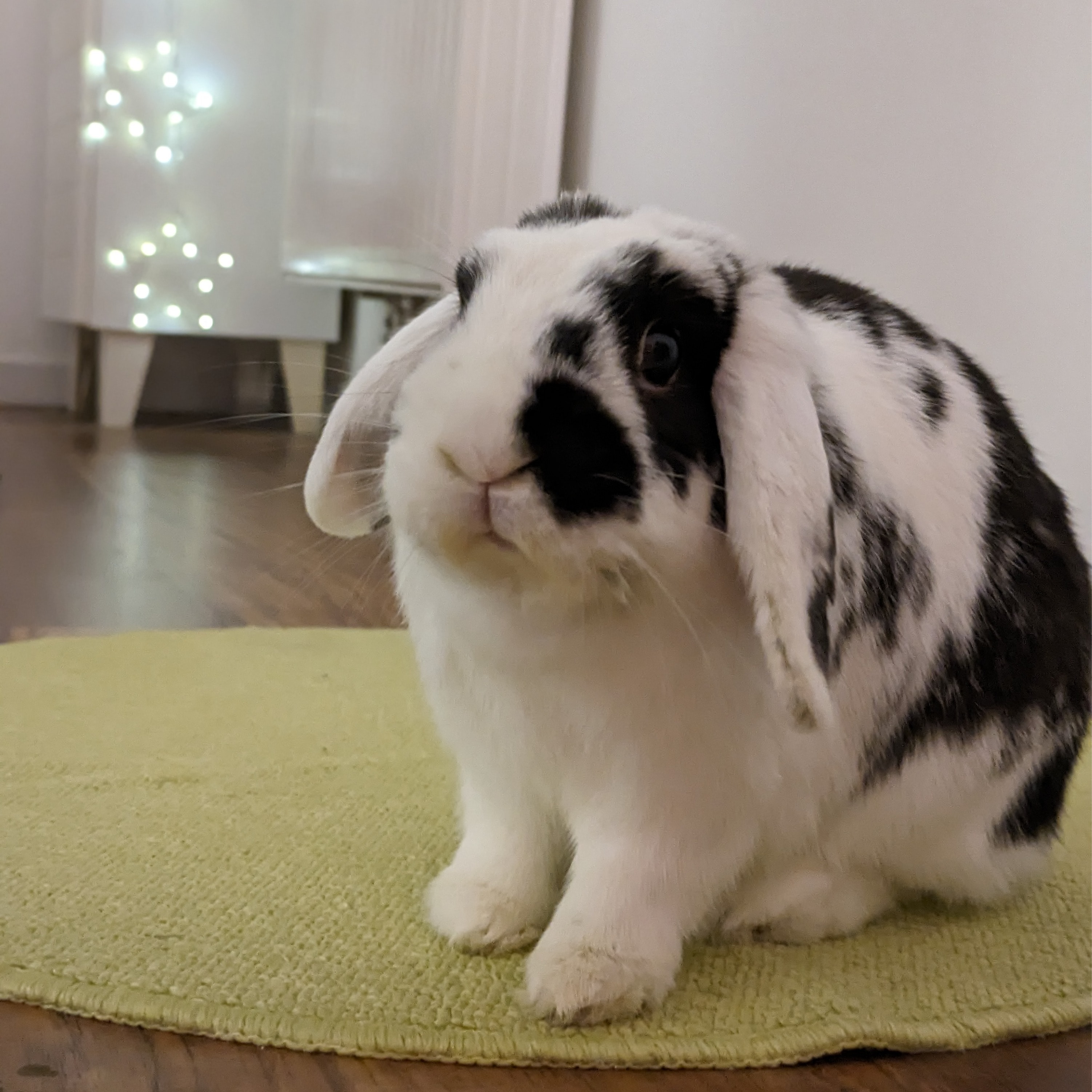 Mousse