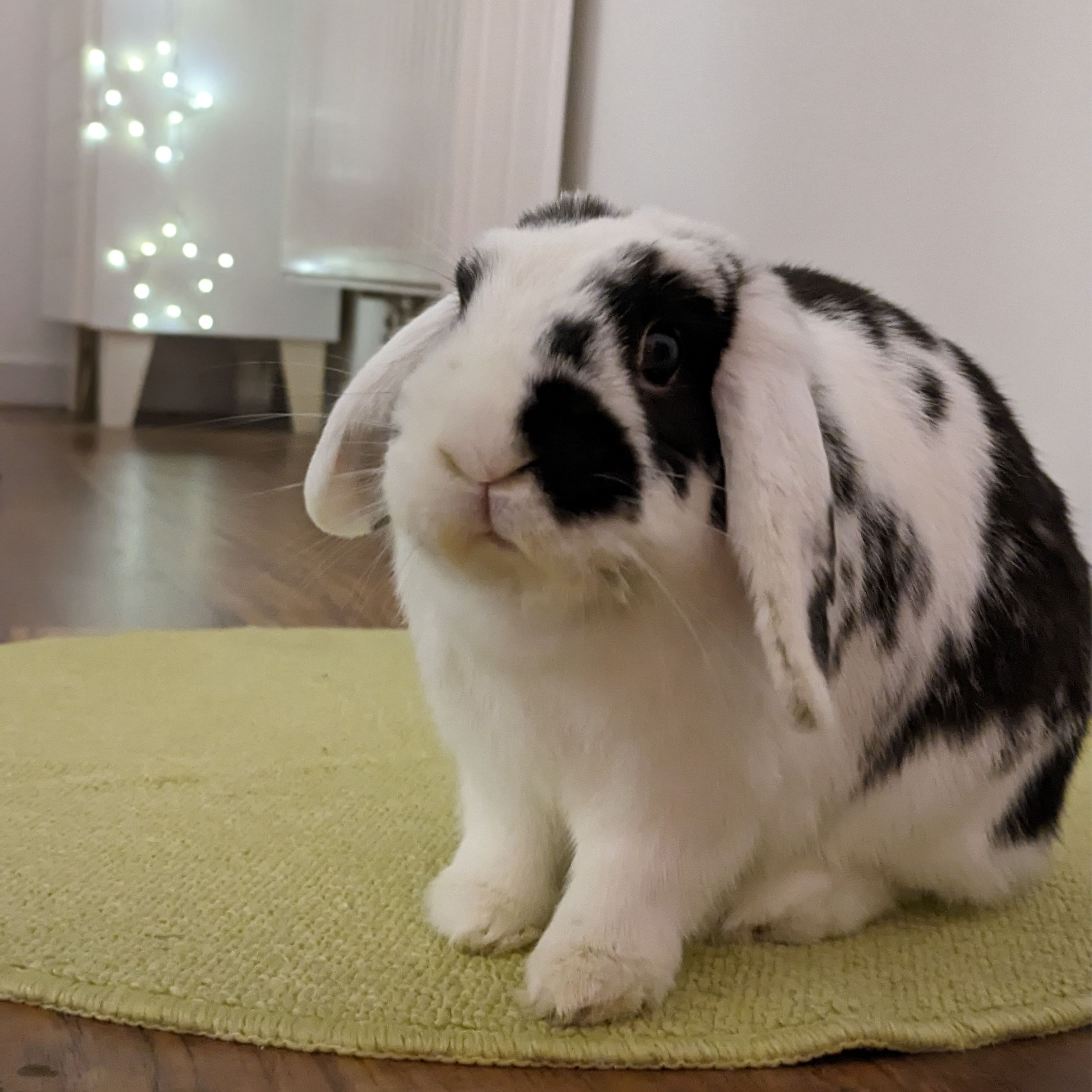Mousse