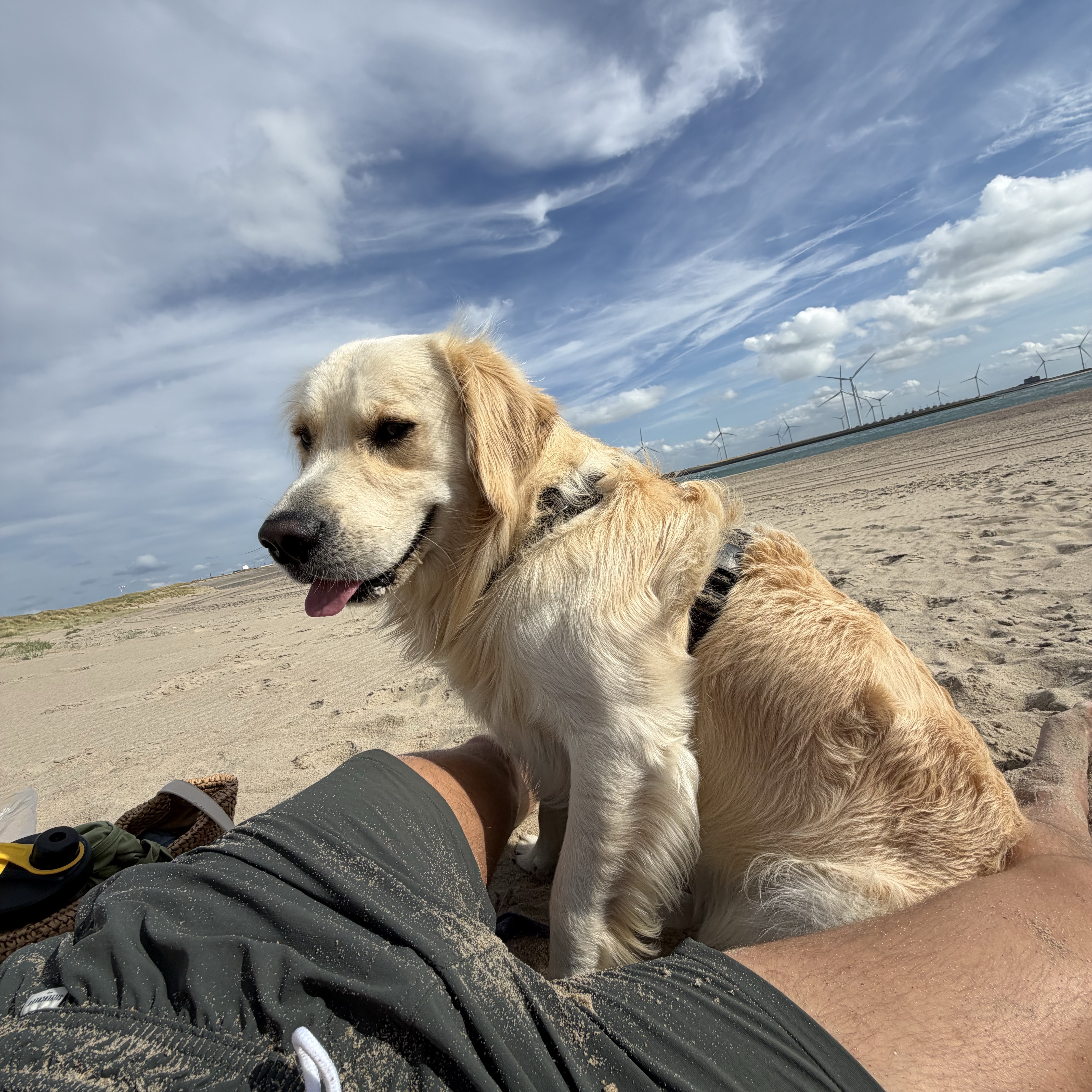 Koda