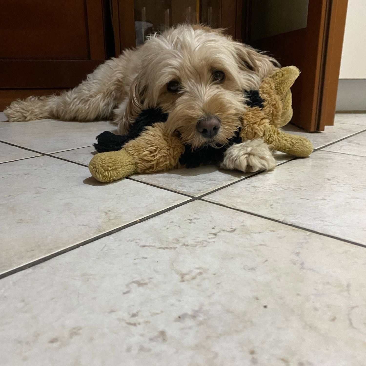 Duke