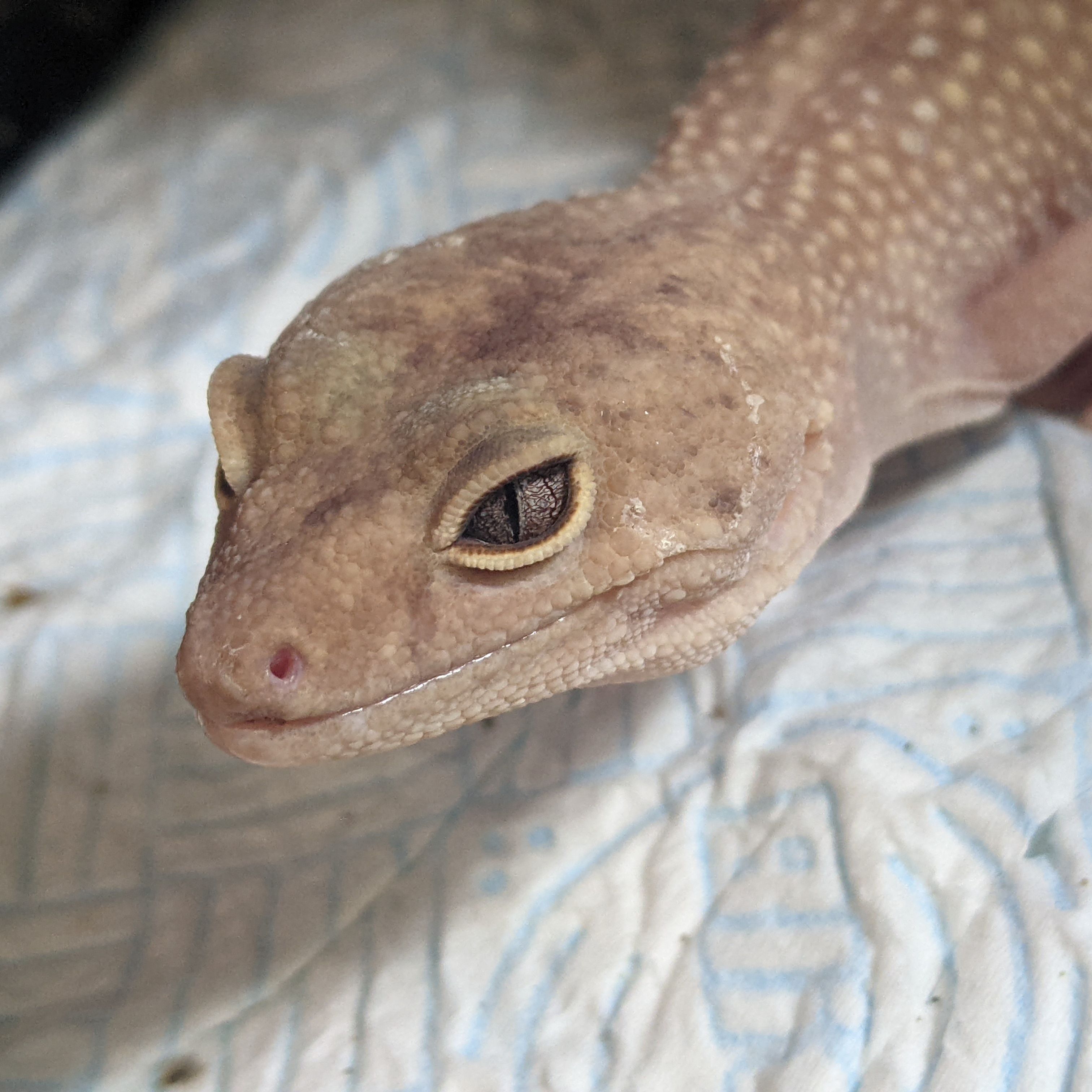 Princess Bubblegum (or PB for short)