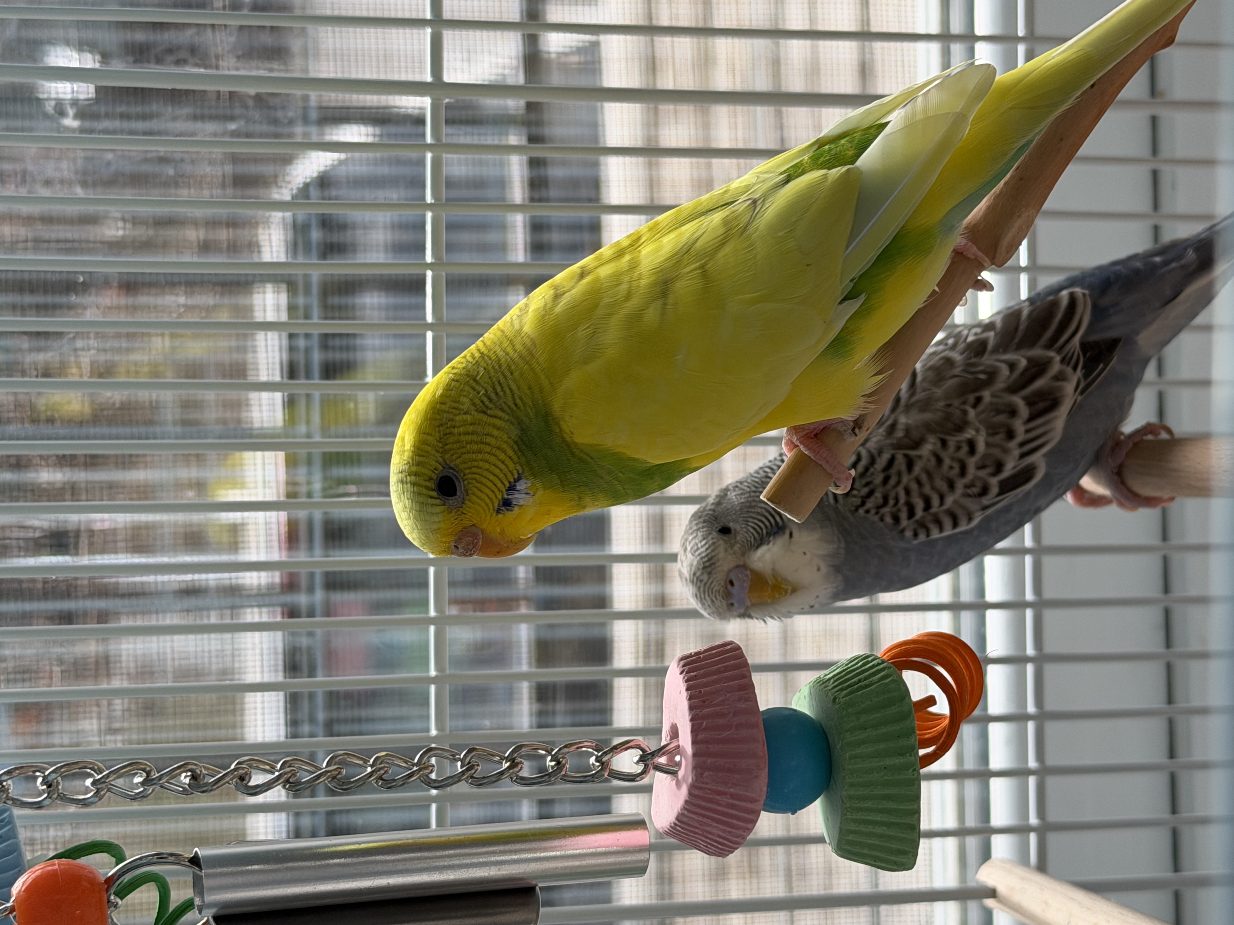 image-35