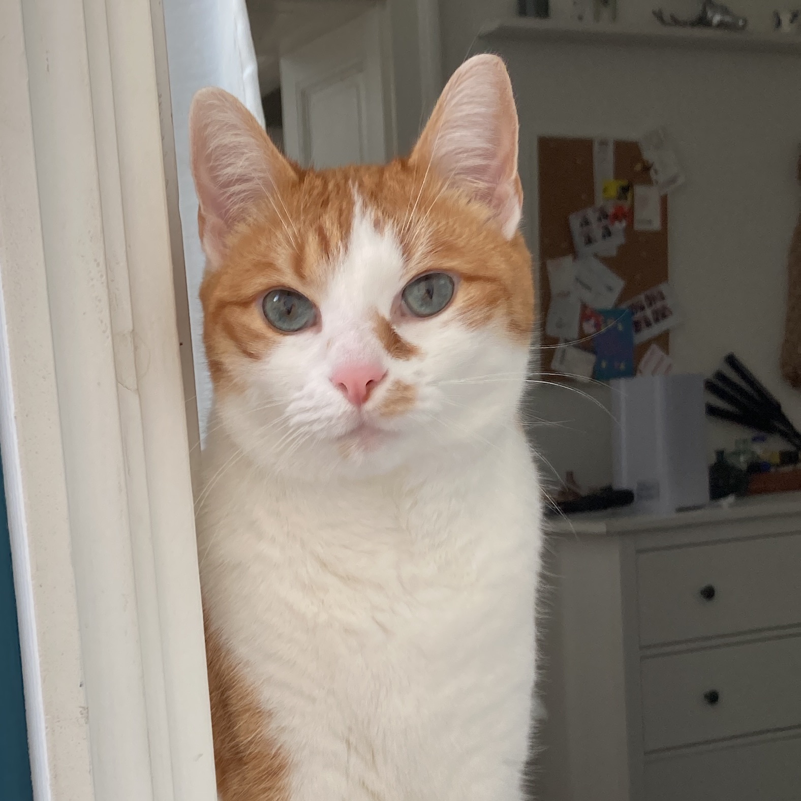 Jasper 