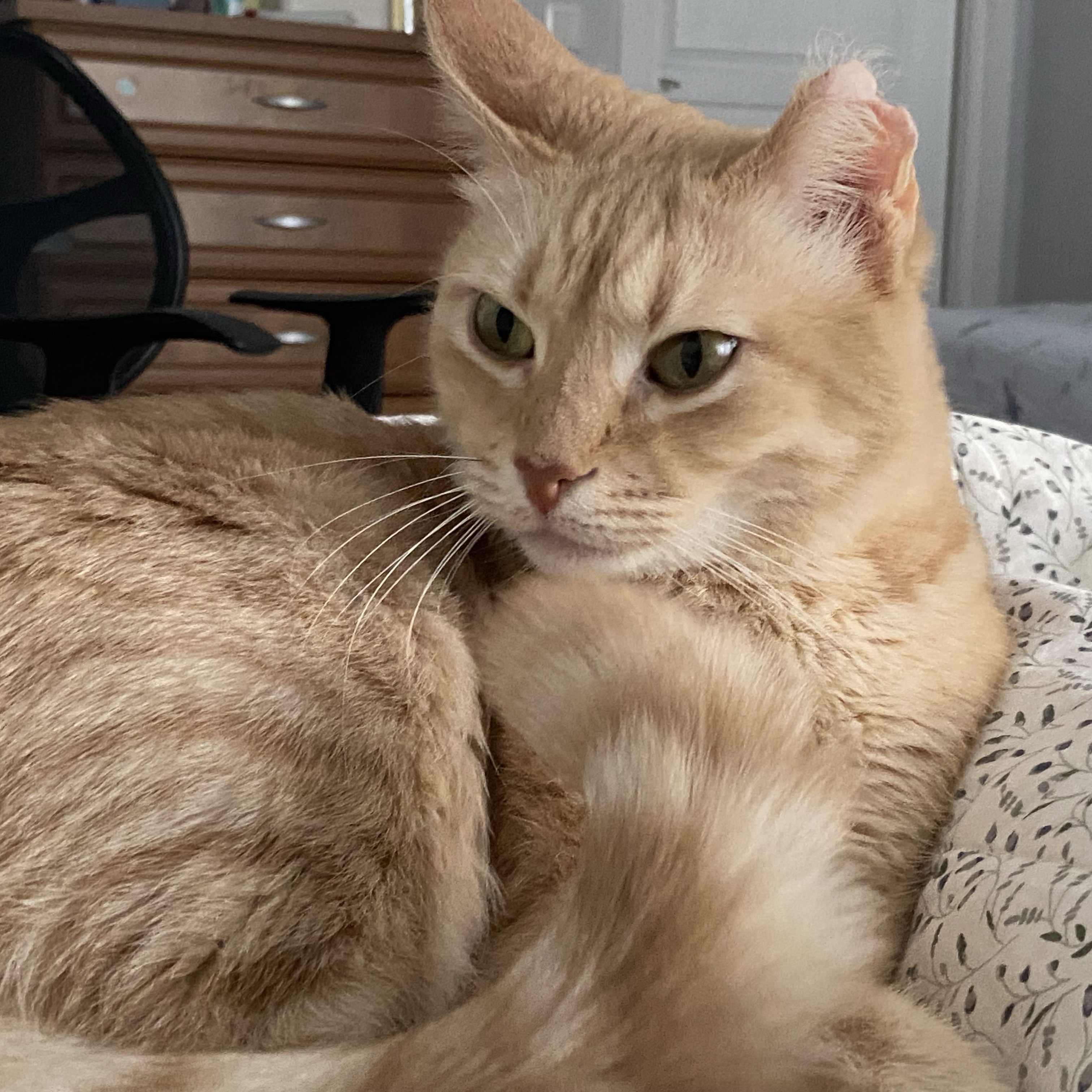 Hazel