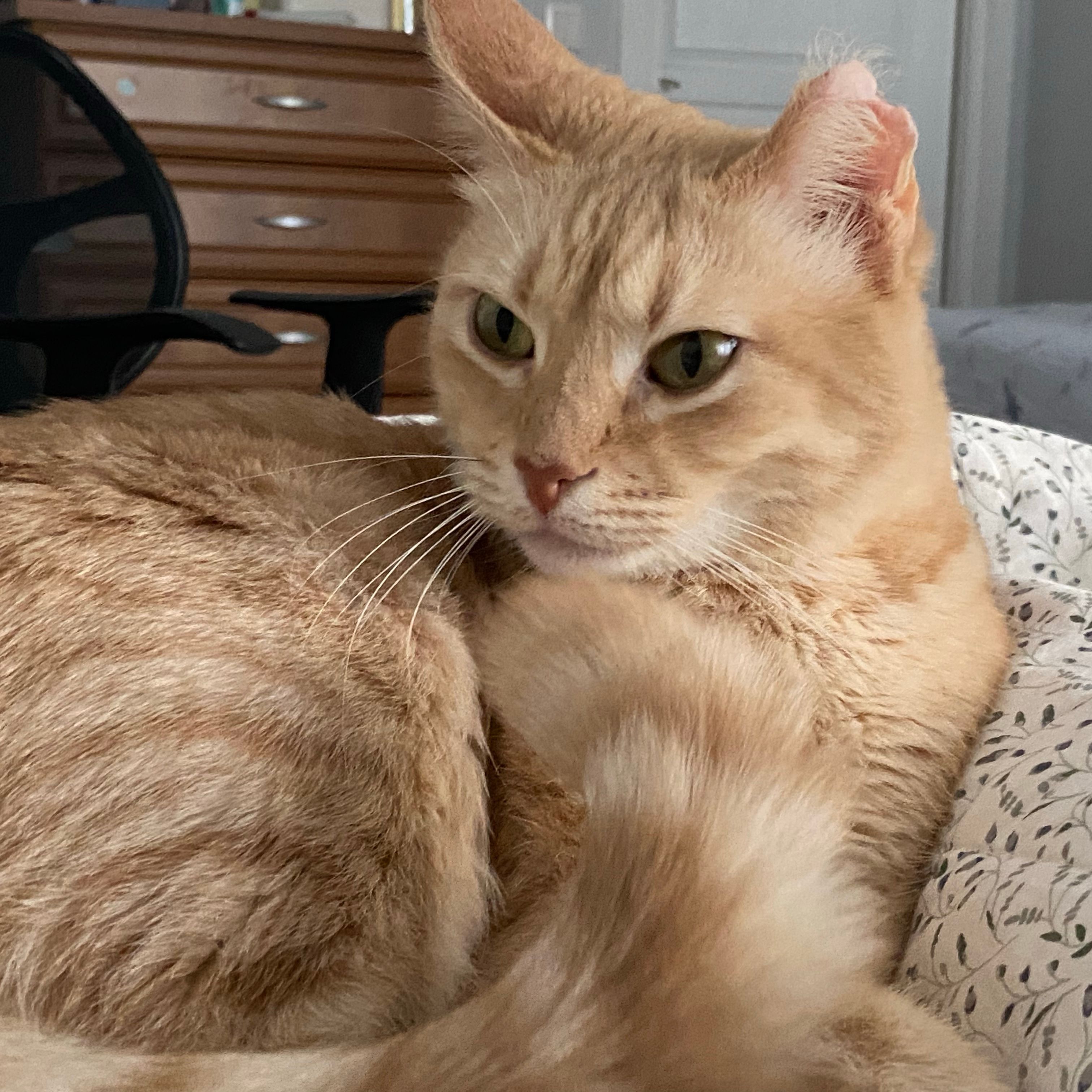 Hazel