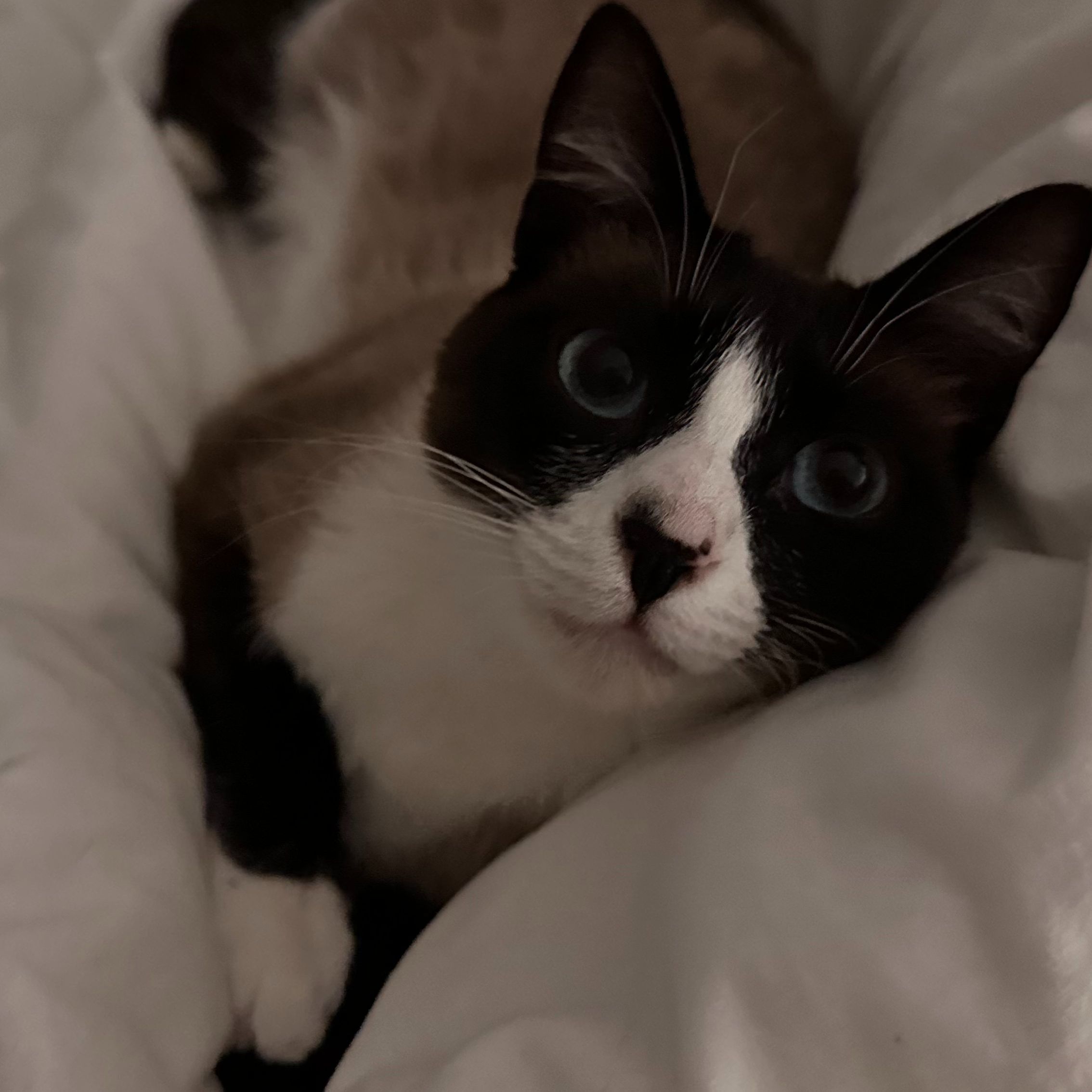 Nyla