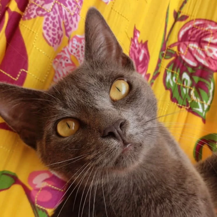 Frida