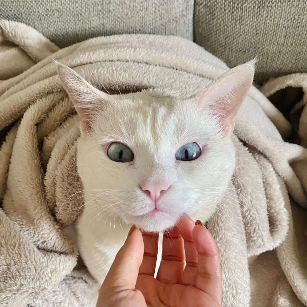 Pipoca
