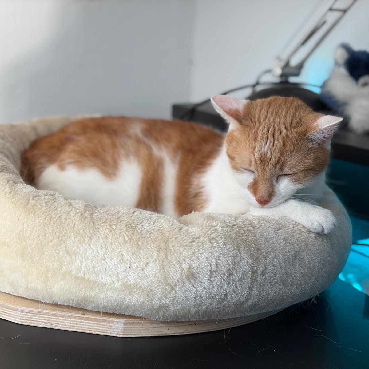Marius