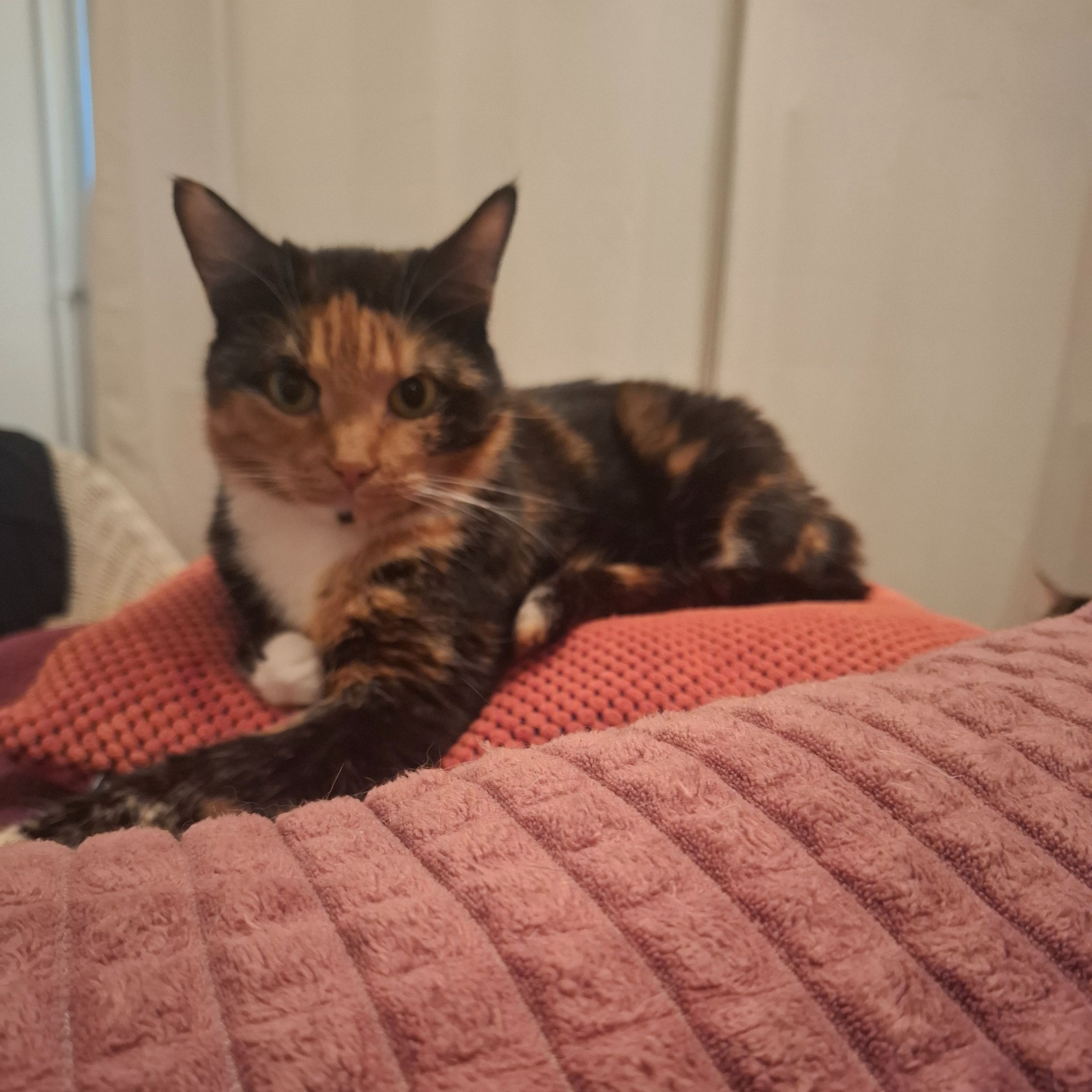 Rosie