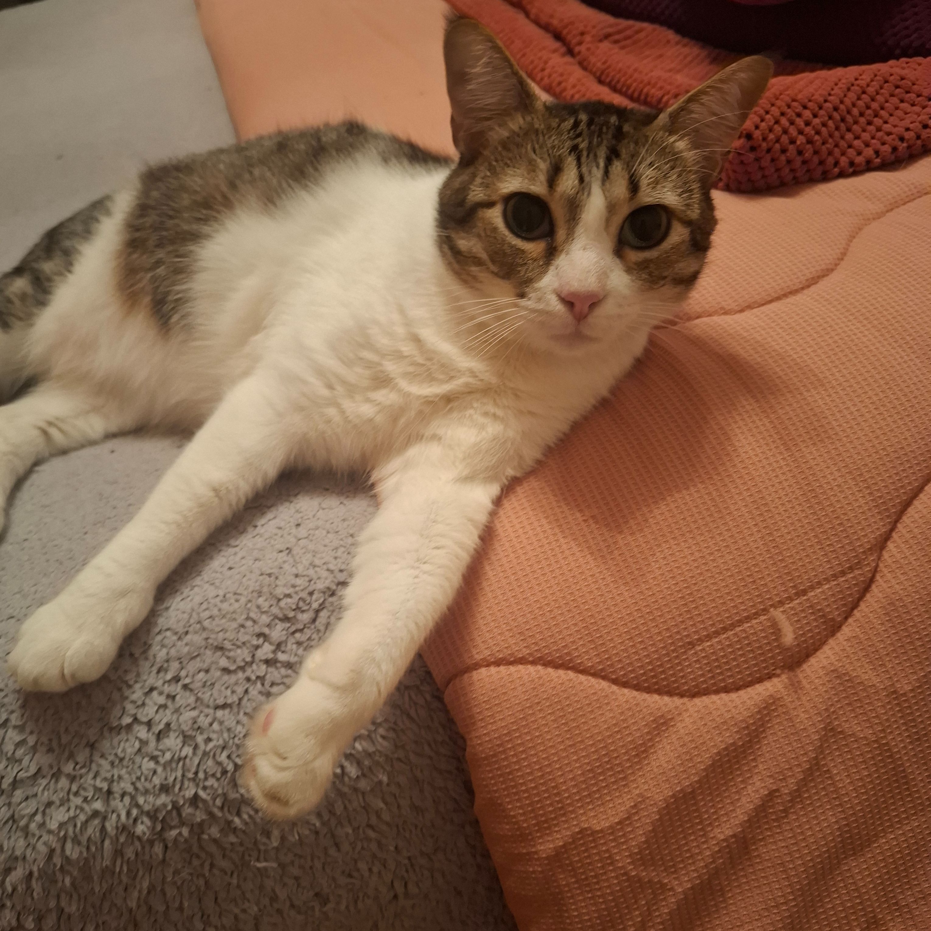 Cato