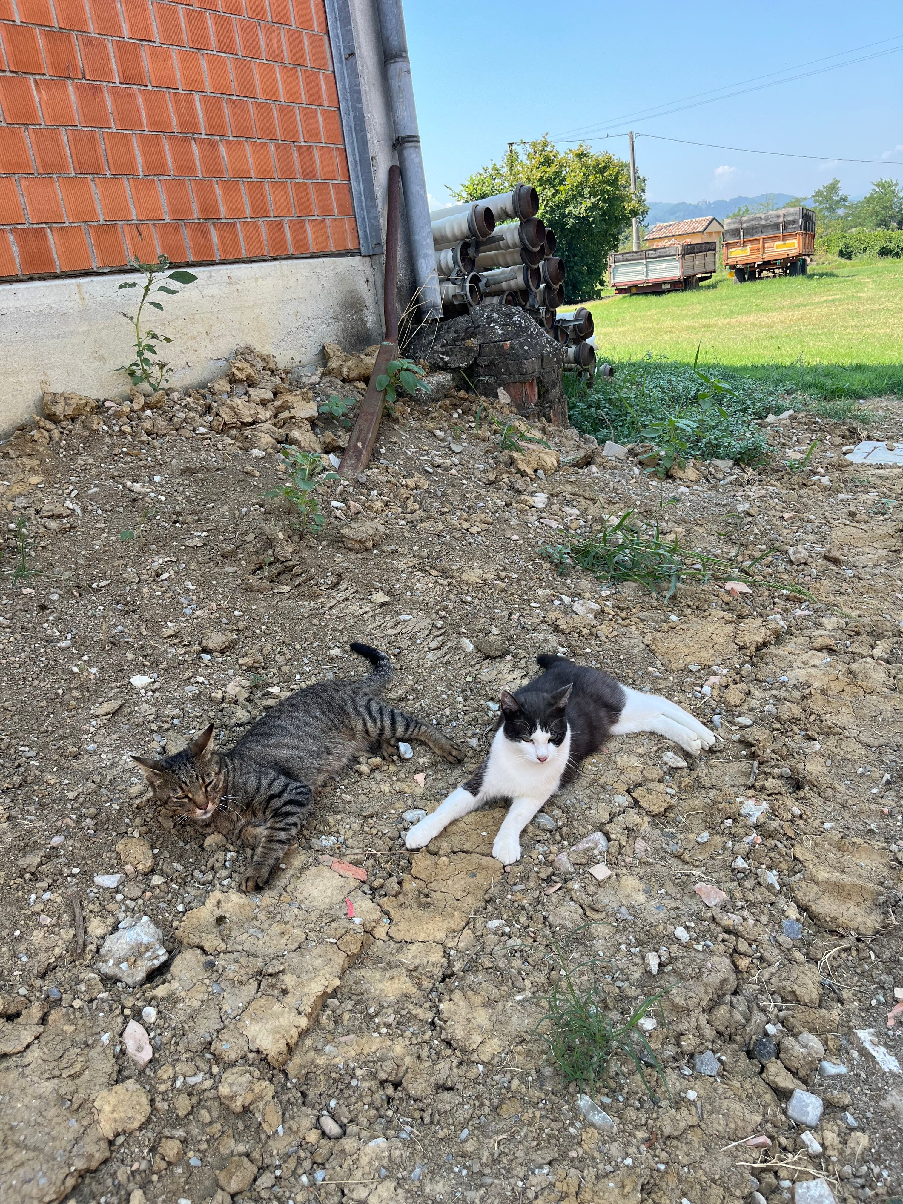 image-5