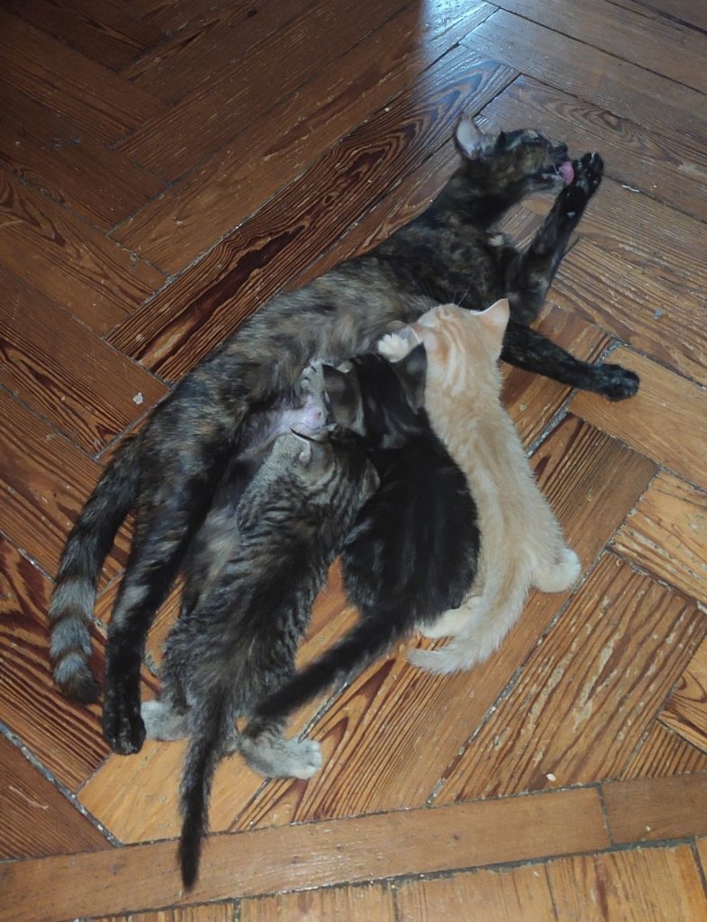image-11