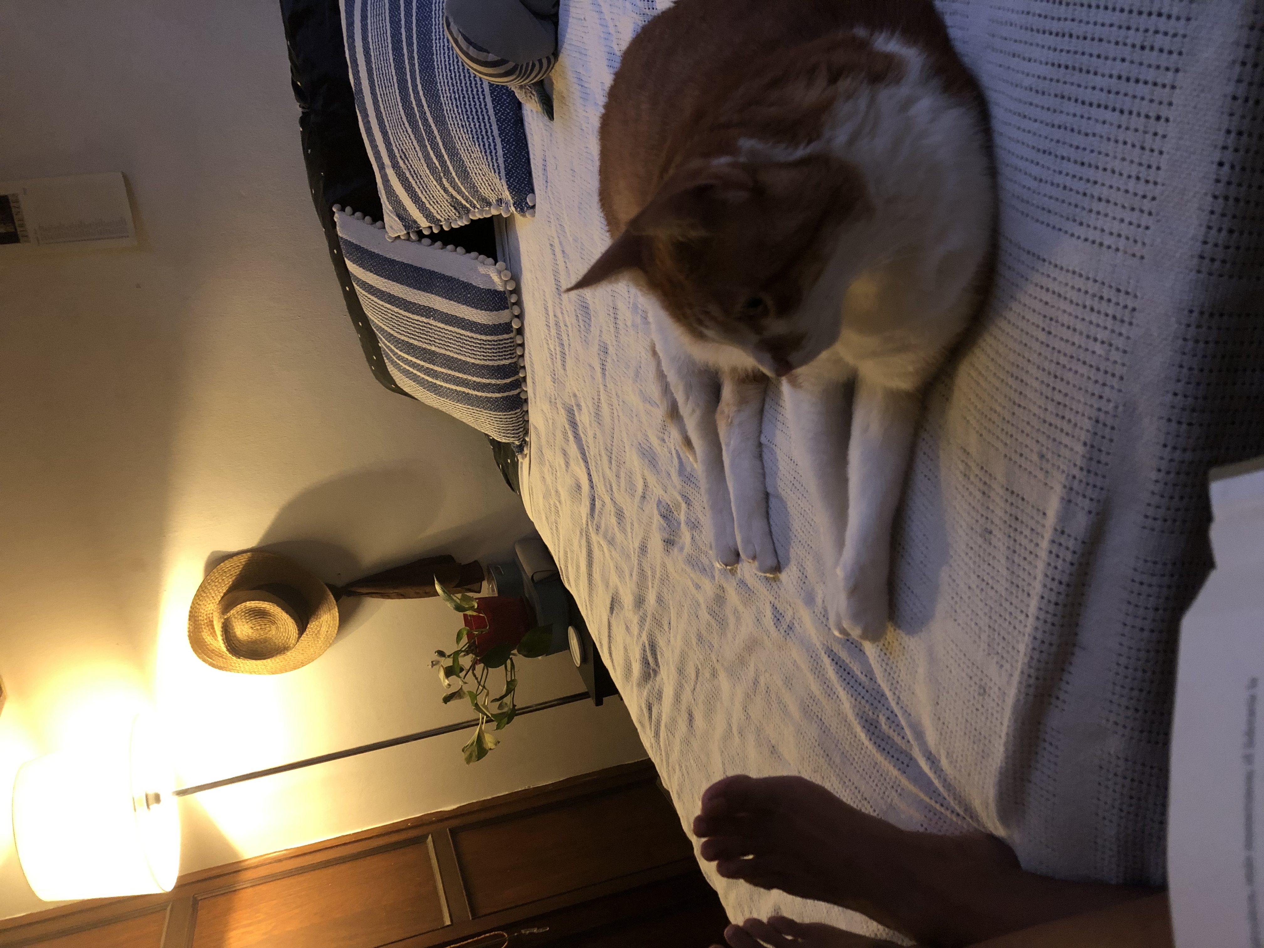 image-11