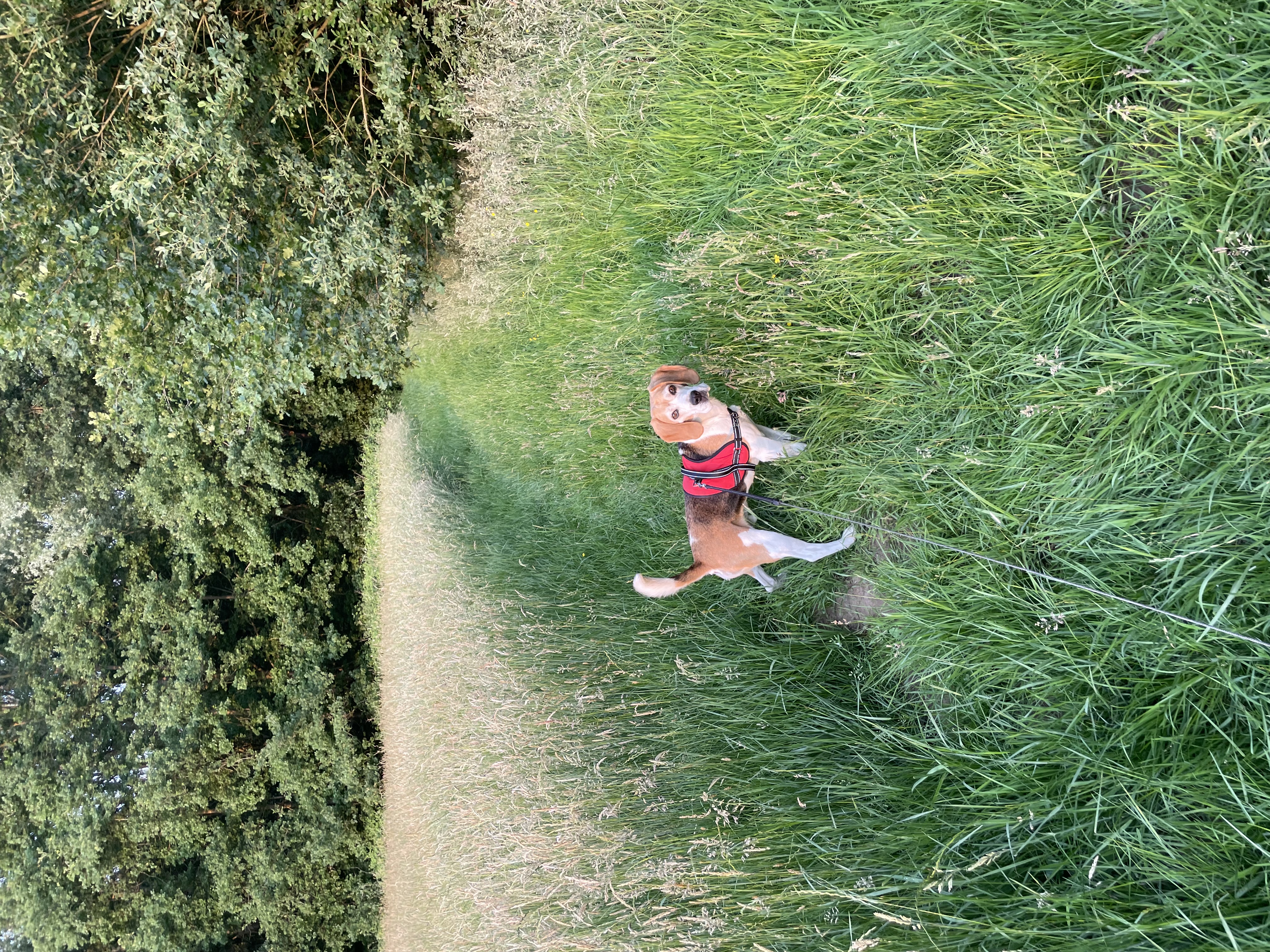 image-7