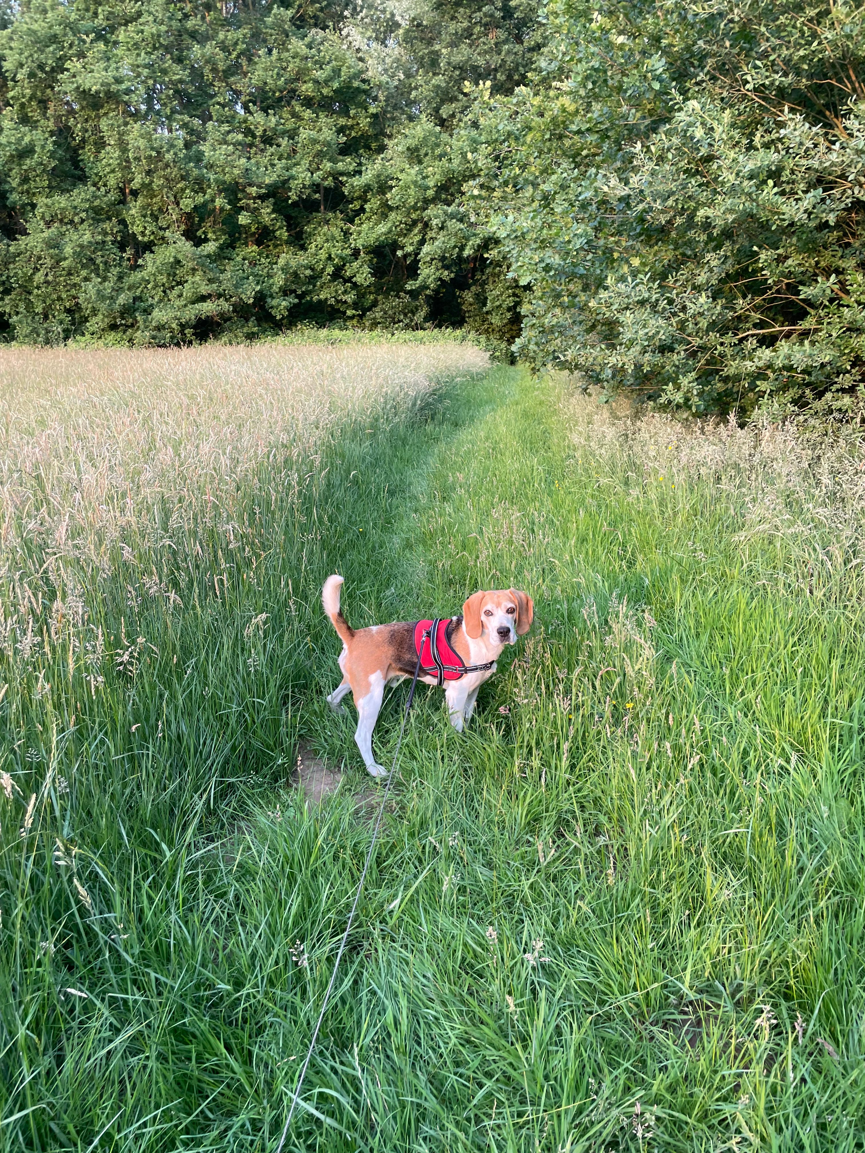 image-7
