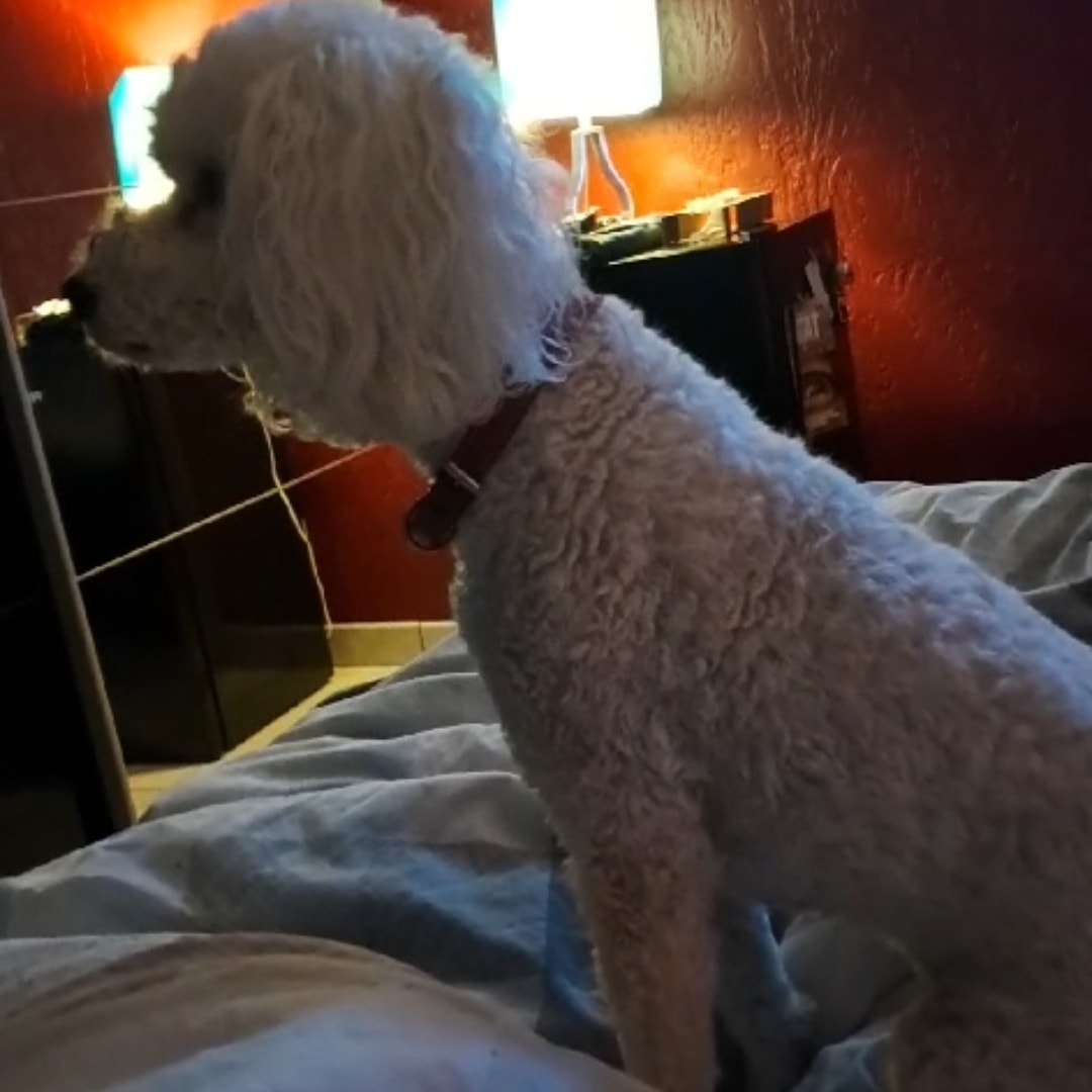 Fifi
