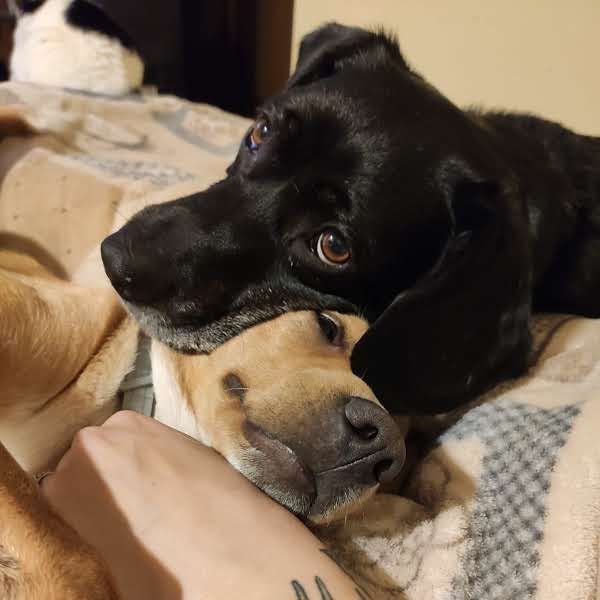 Pepe