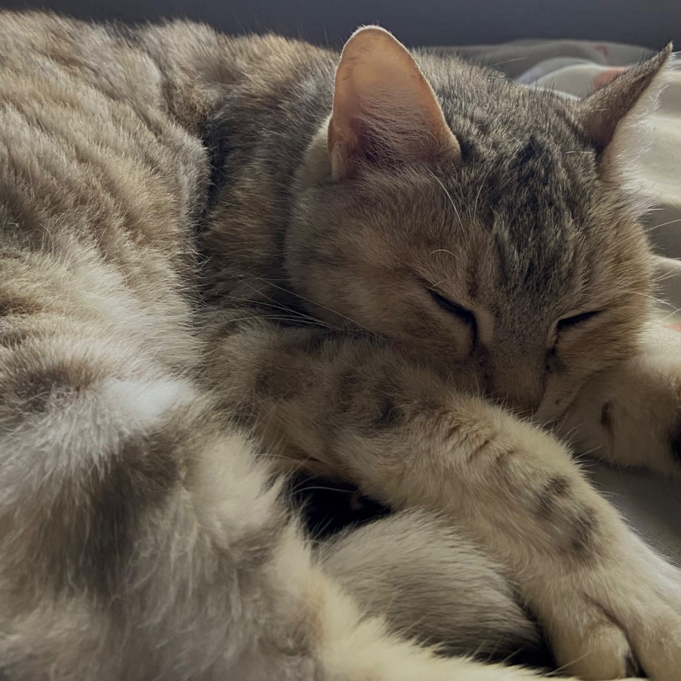 Maya