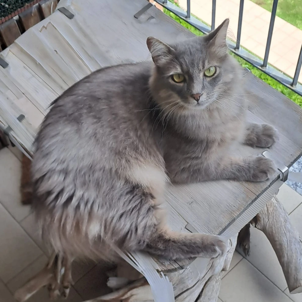Mister Grey
