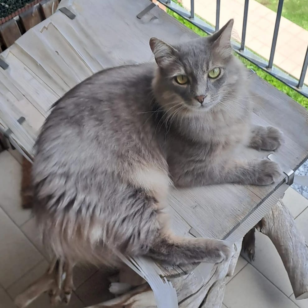 Mister Grey