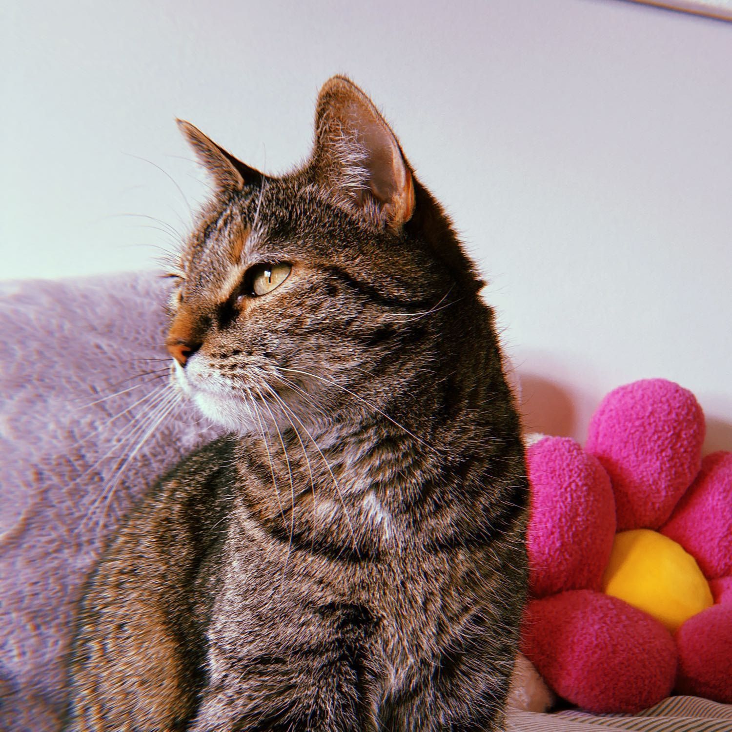 Fifi