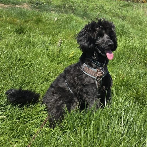 Milo