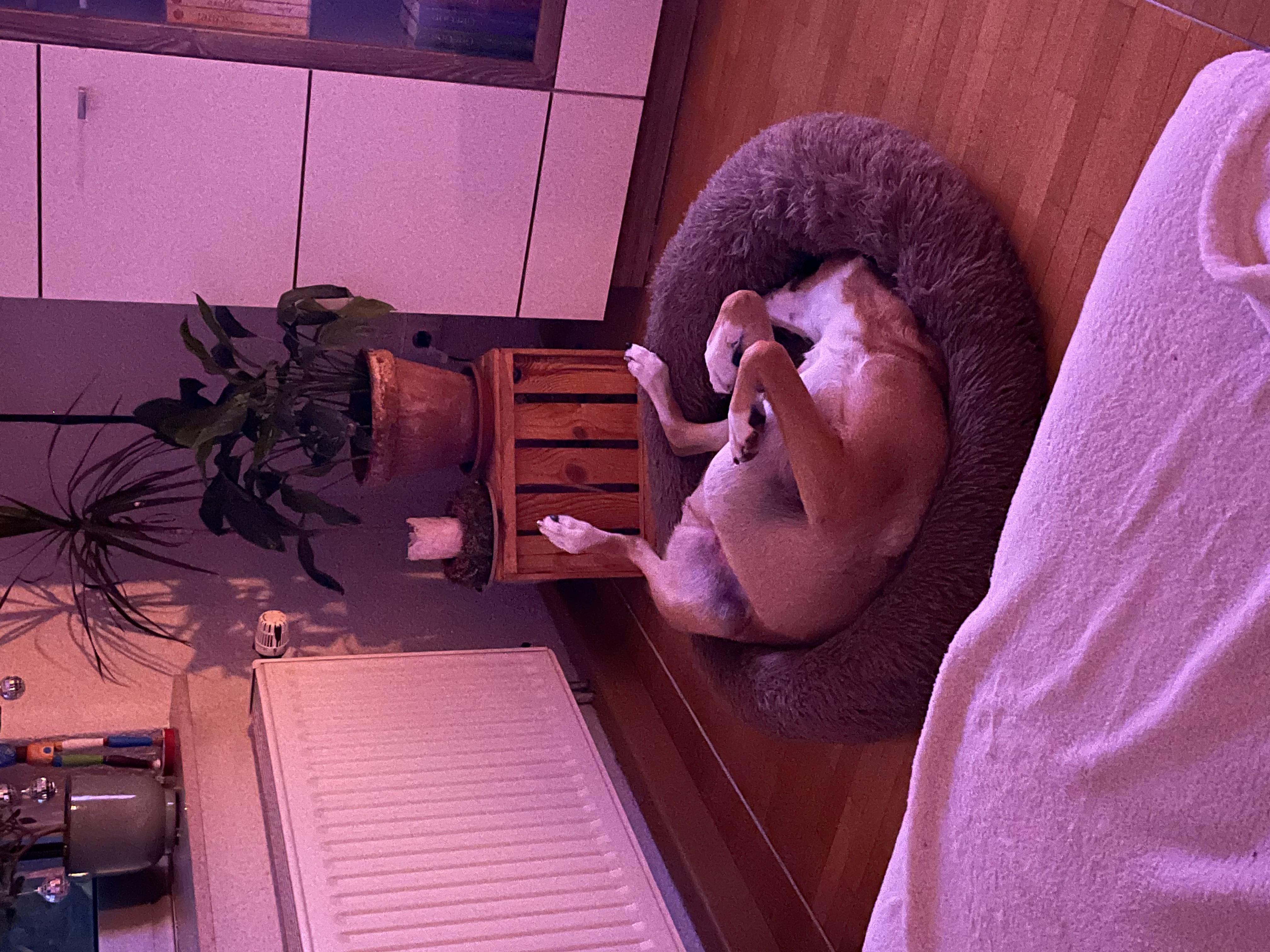 image-4
