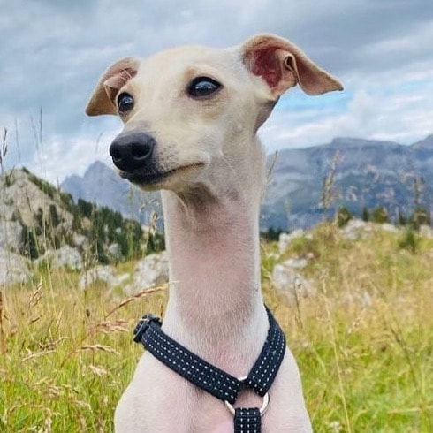 Teo 