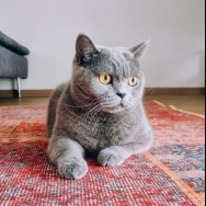 Sahika Hanim