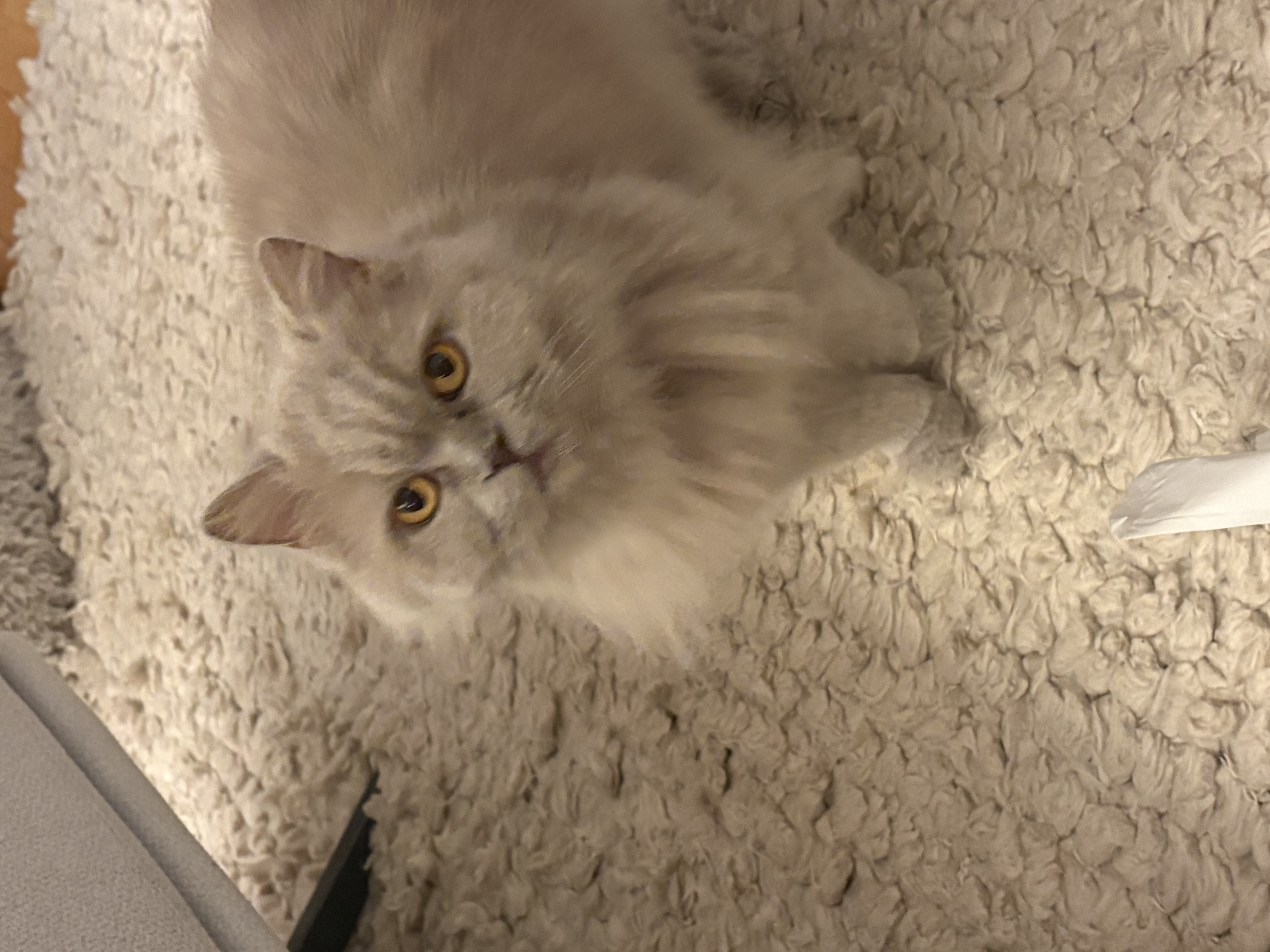 image-6