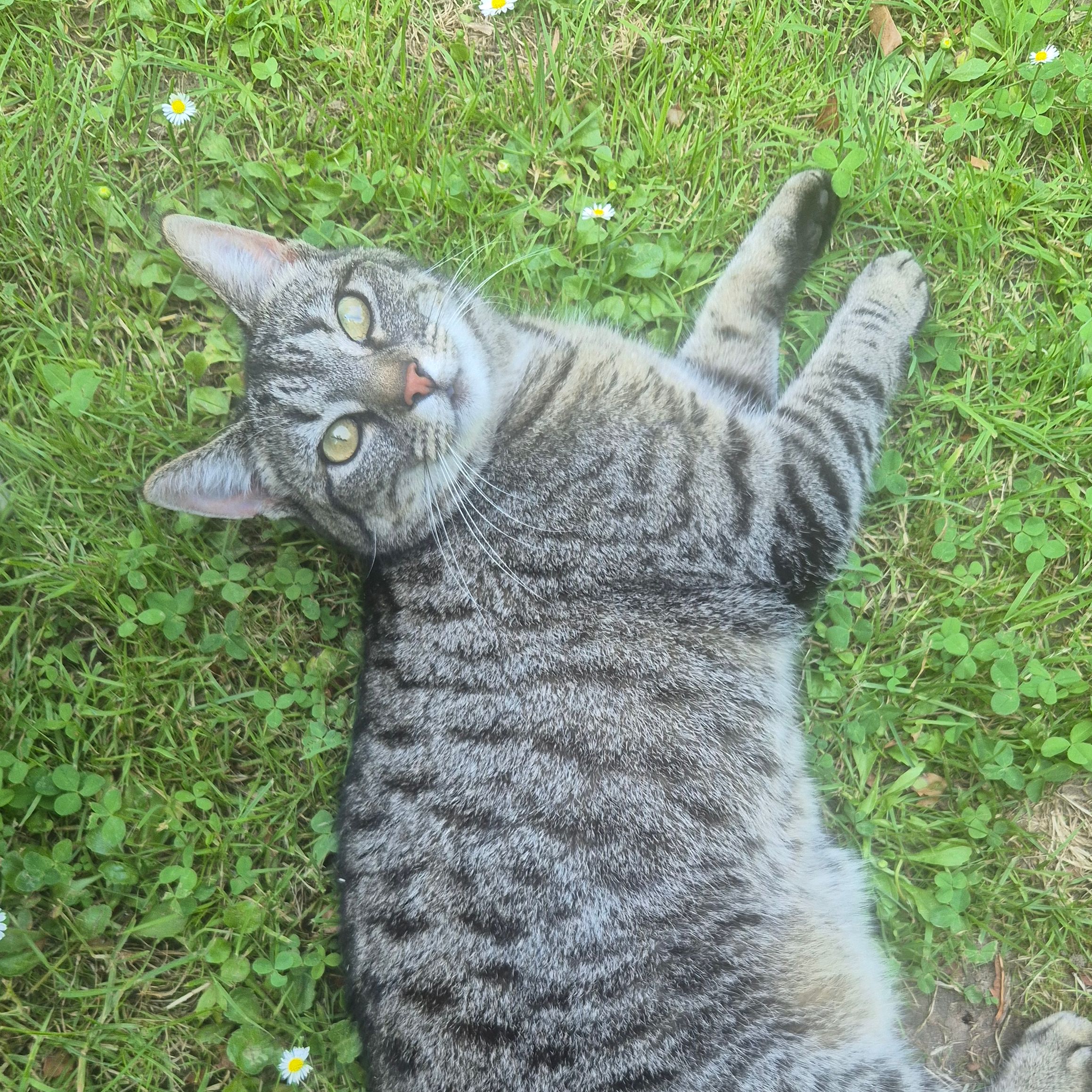 Mira