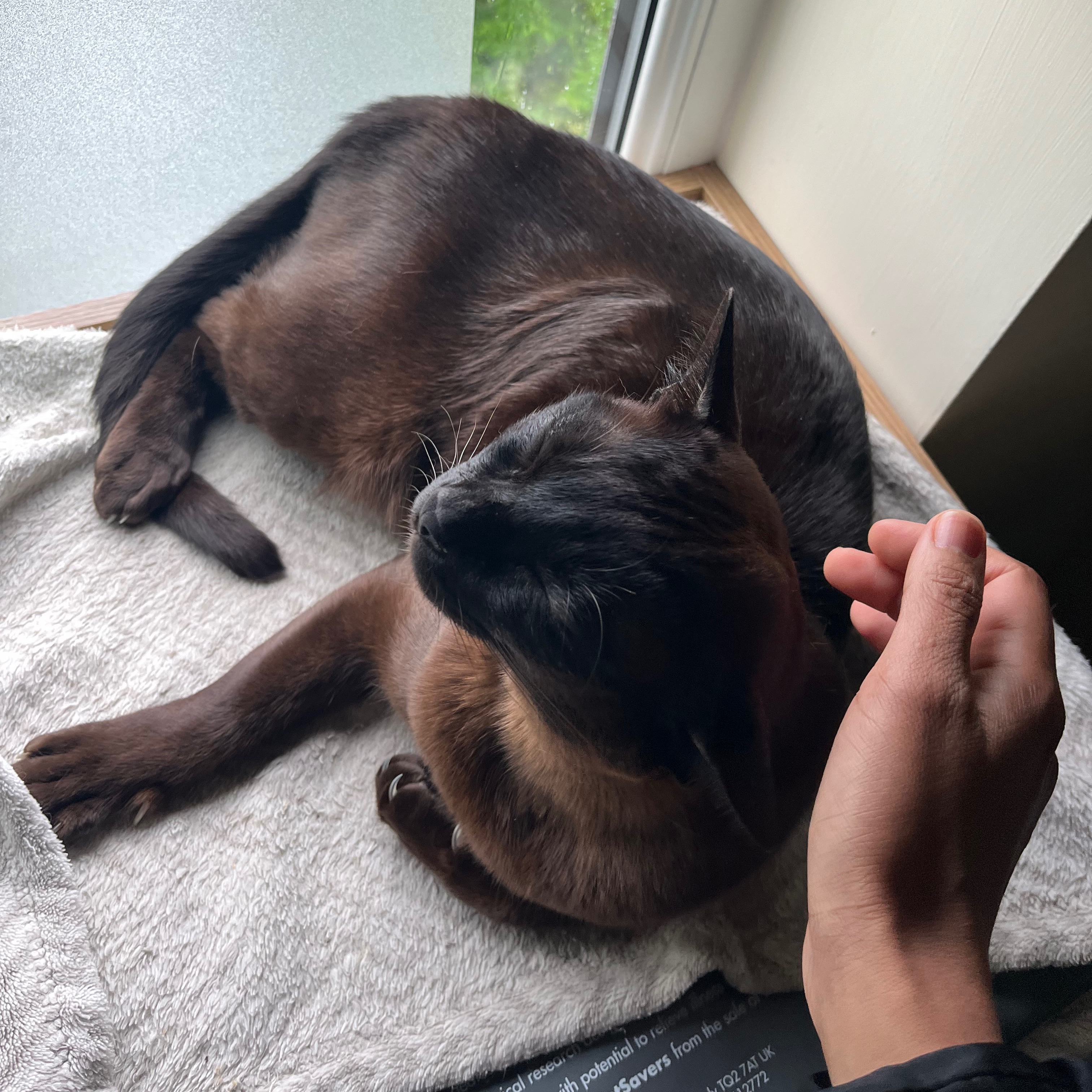 Milo