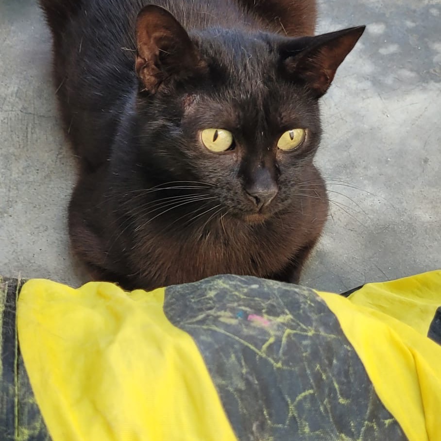 Blacky