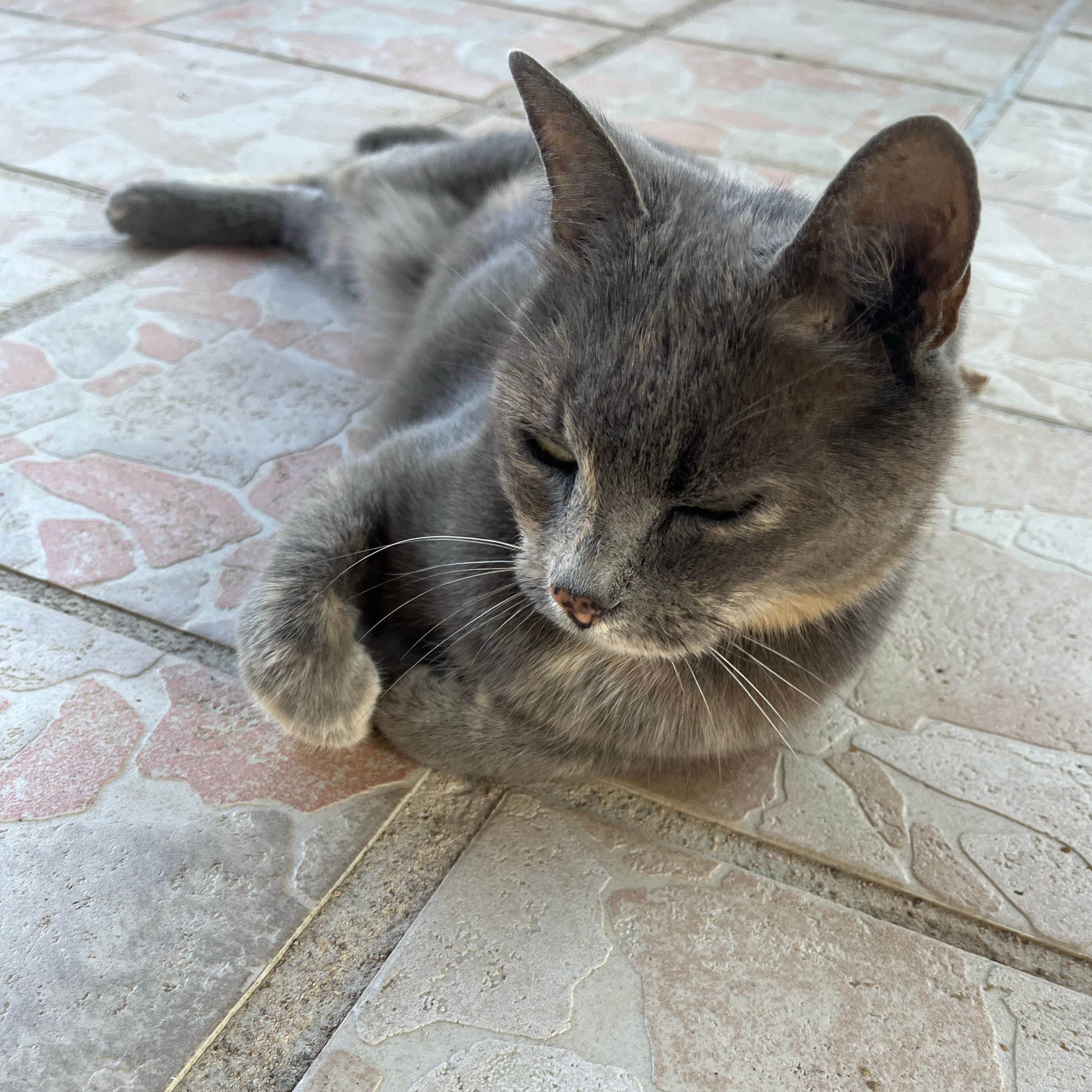 Chouquette