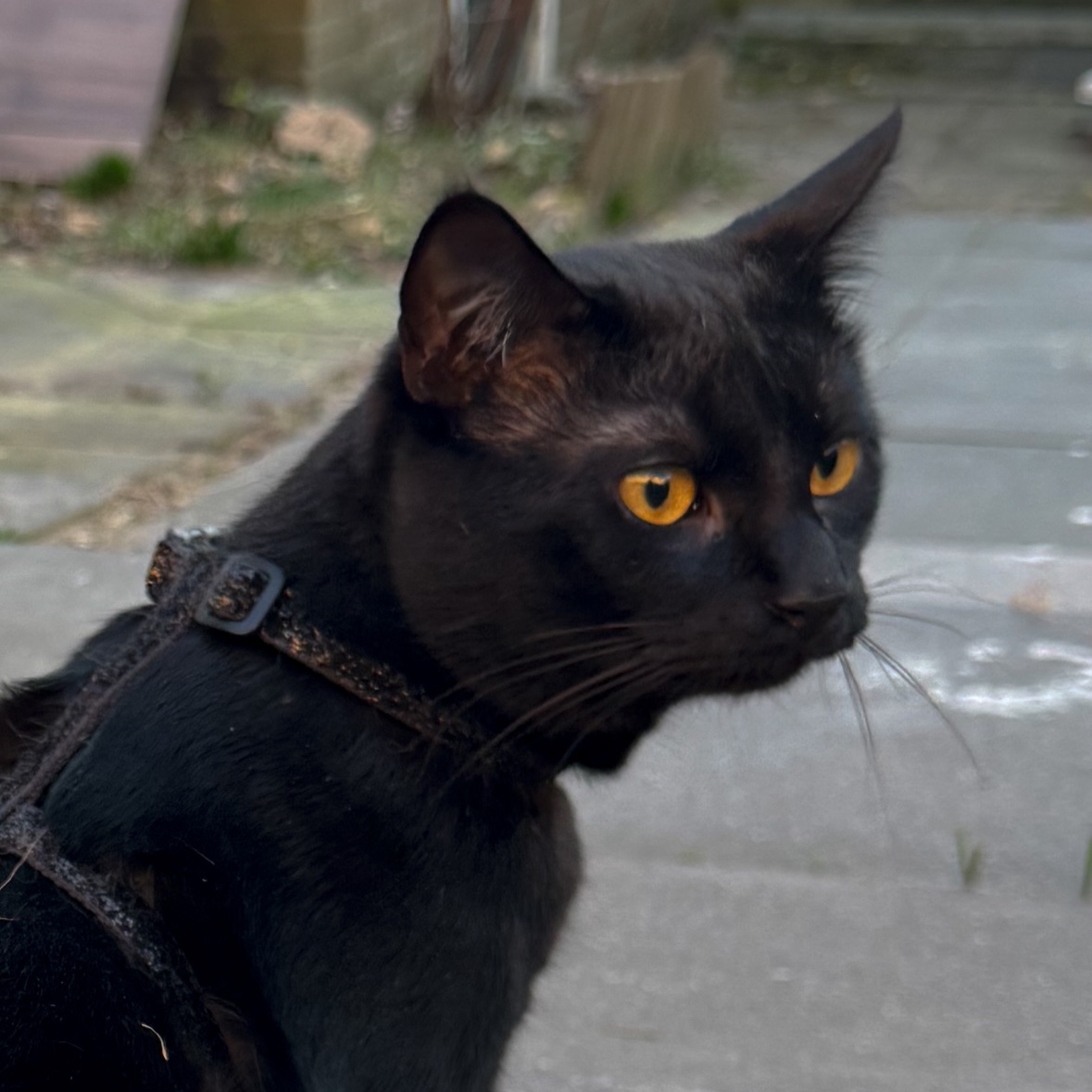 Milo 