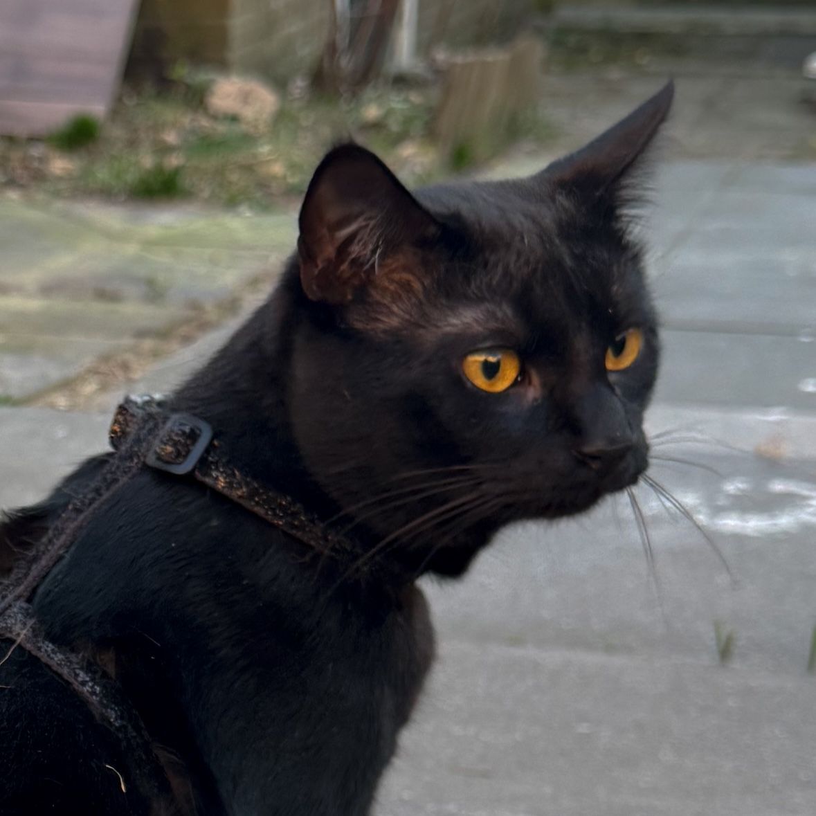 Milo