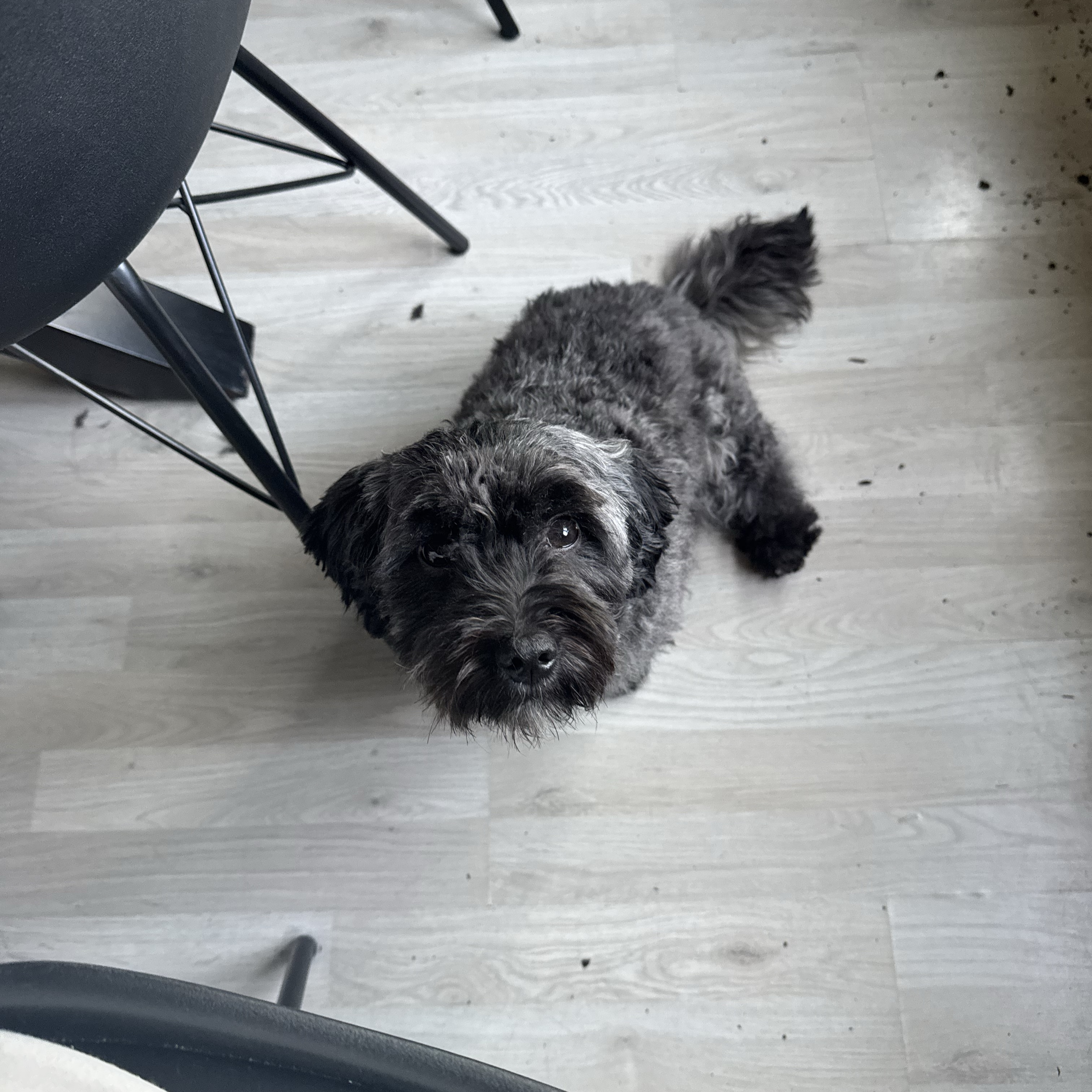 Mowie 