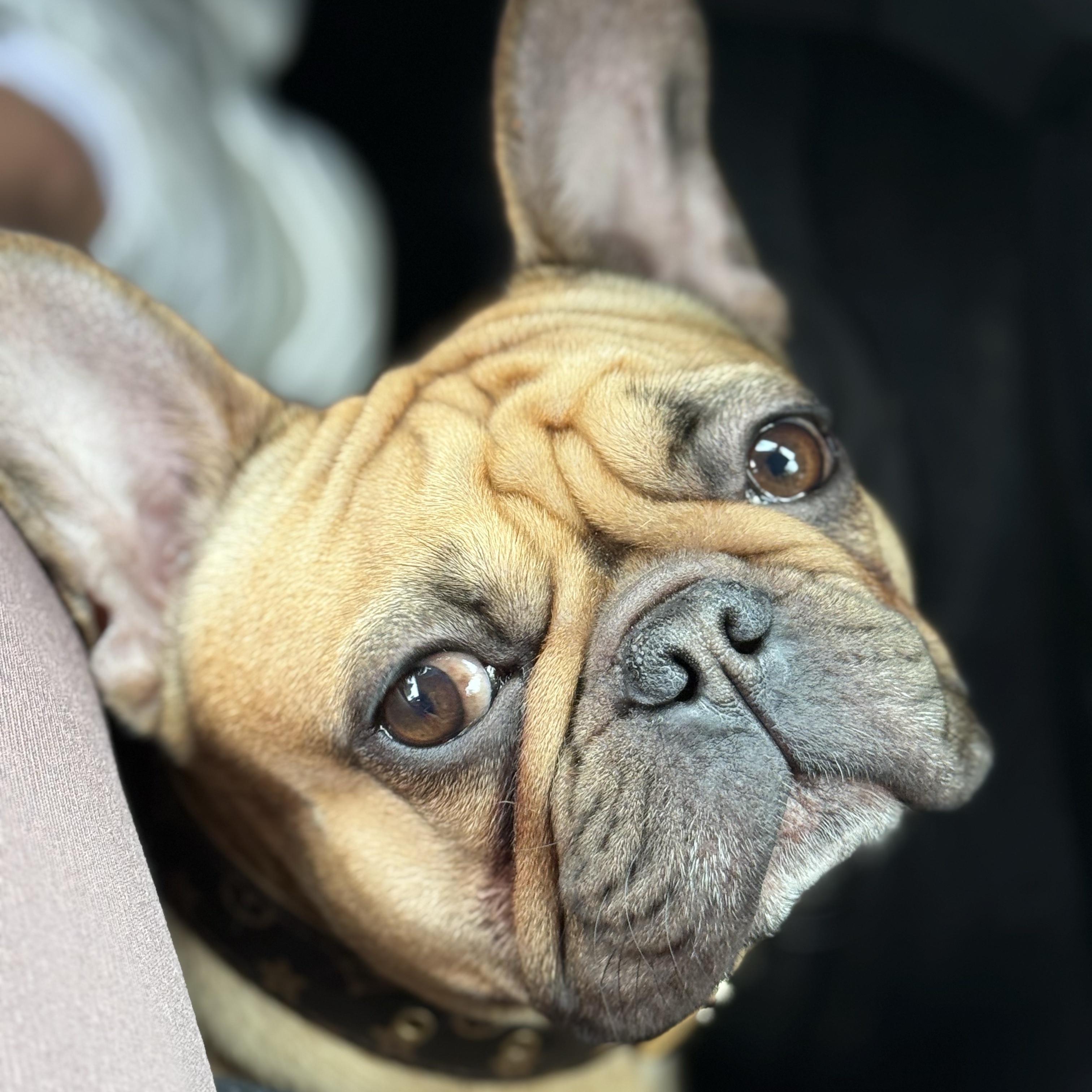 Lily