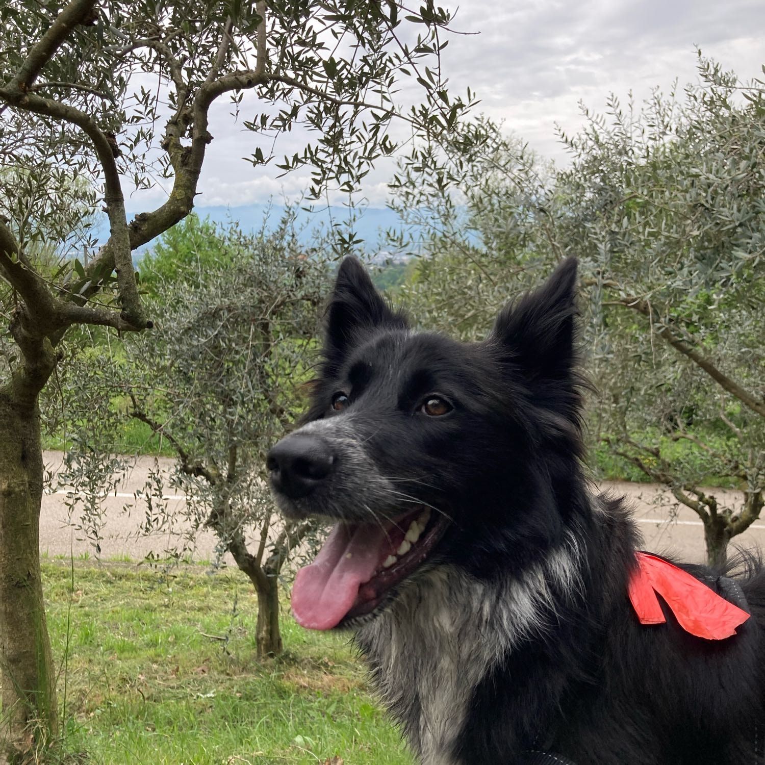 Polly
