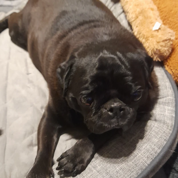 (King) George