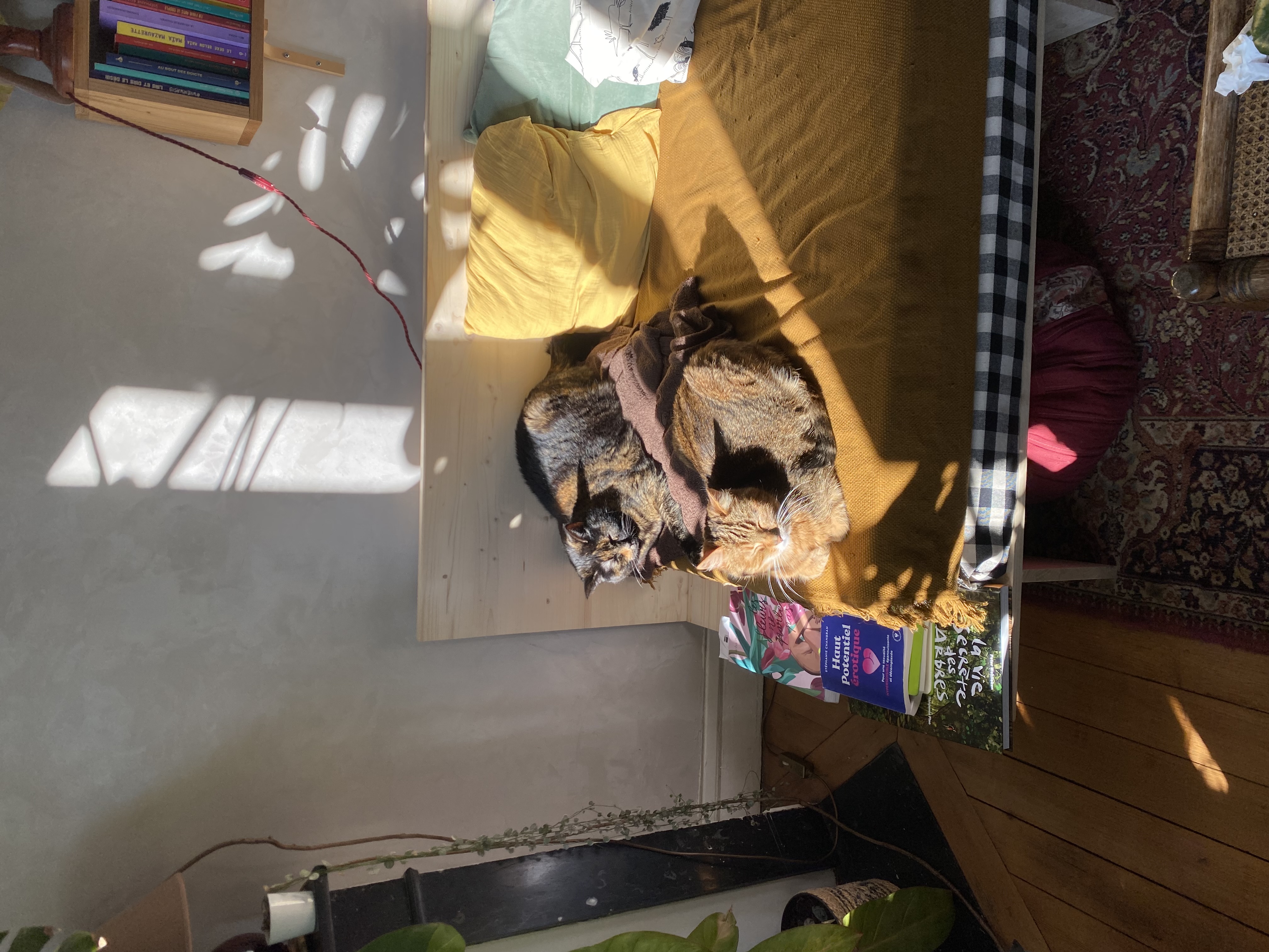 image-7